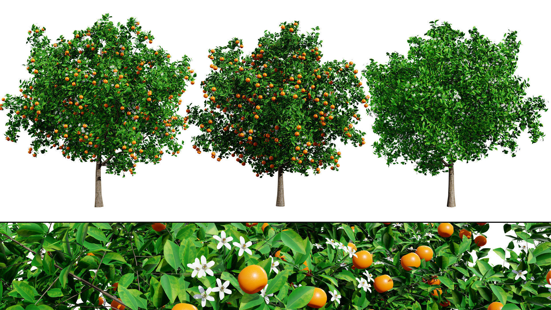 Orange Trees 3D Model Low-poly 3D model_2