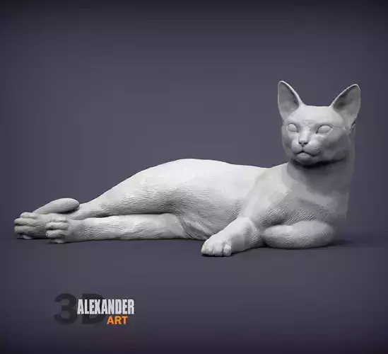 Abyssinian cat lying