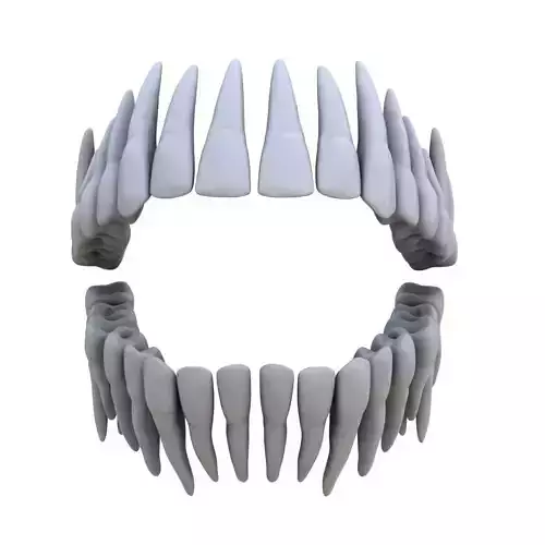 Teeth 3D Model 3D model
