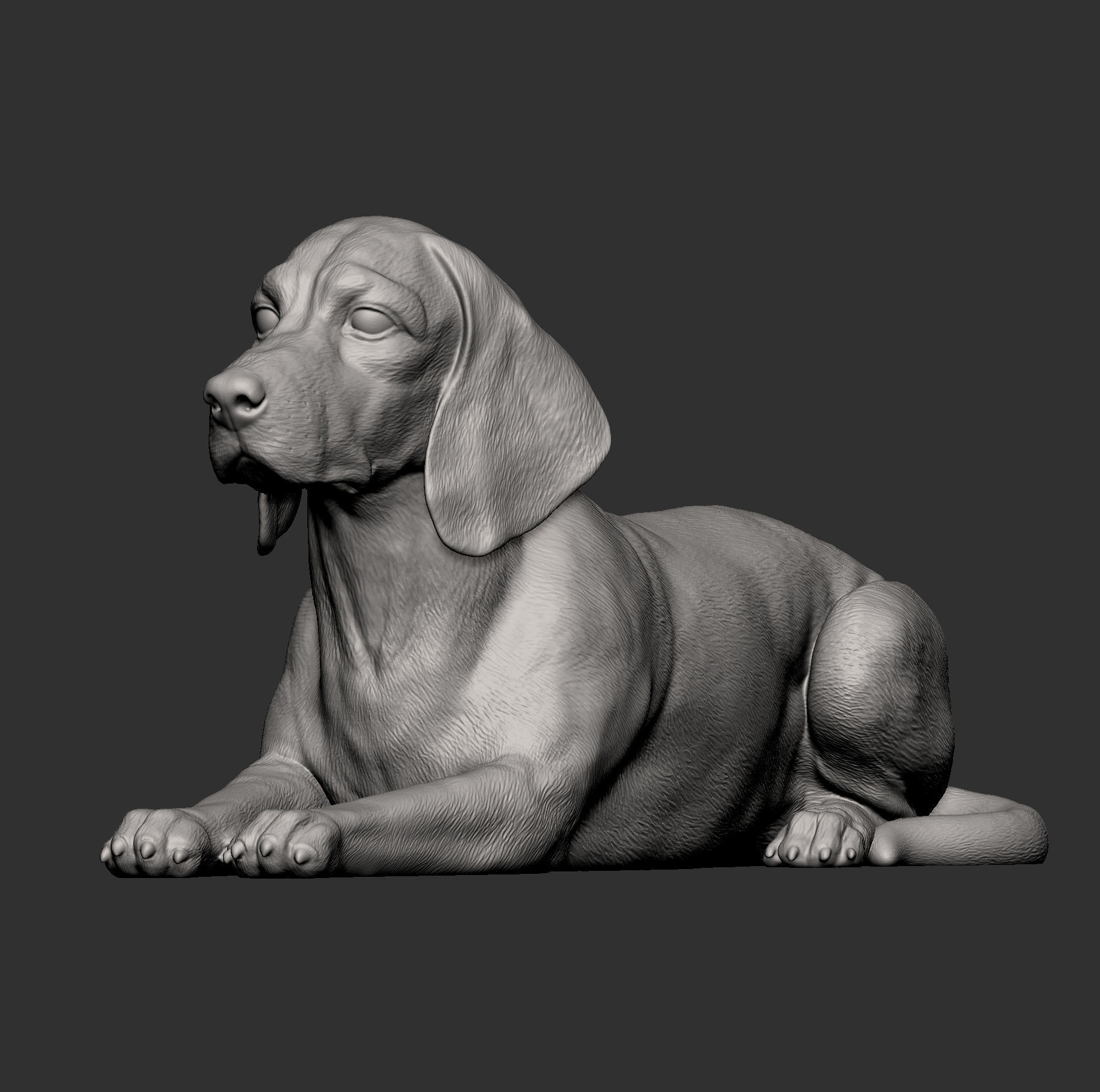 beagle is lying down 3D print model_10