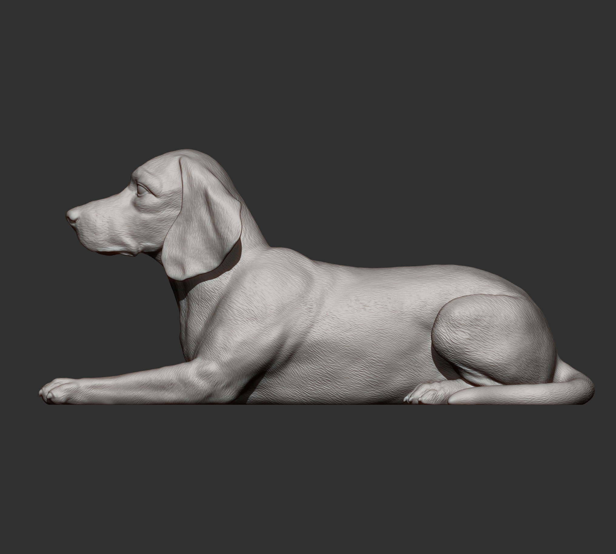 beagle is lying down 3D print model_6