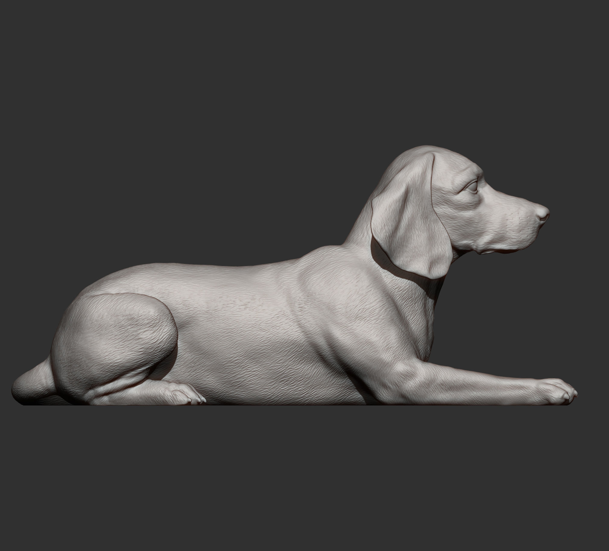 beagle is lying down 3D print model_11