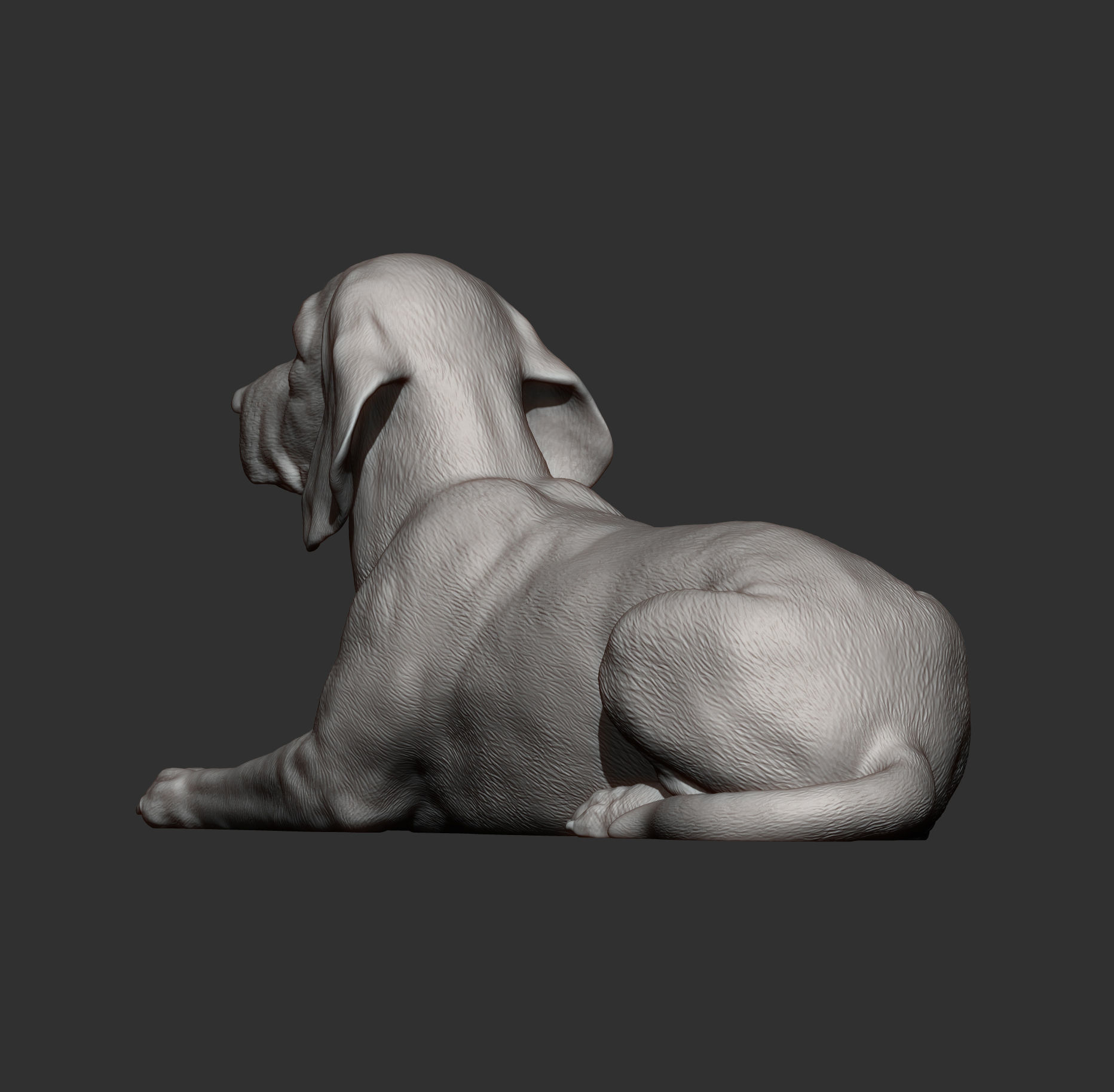 beagle is lying down 3D print model_9