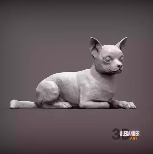 chihuahua lying down