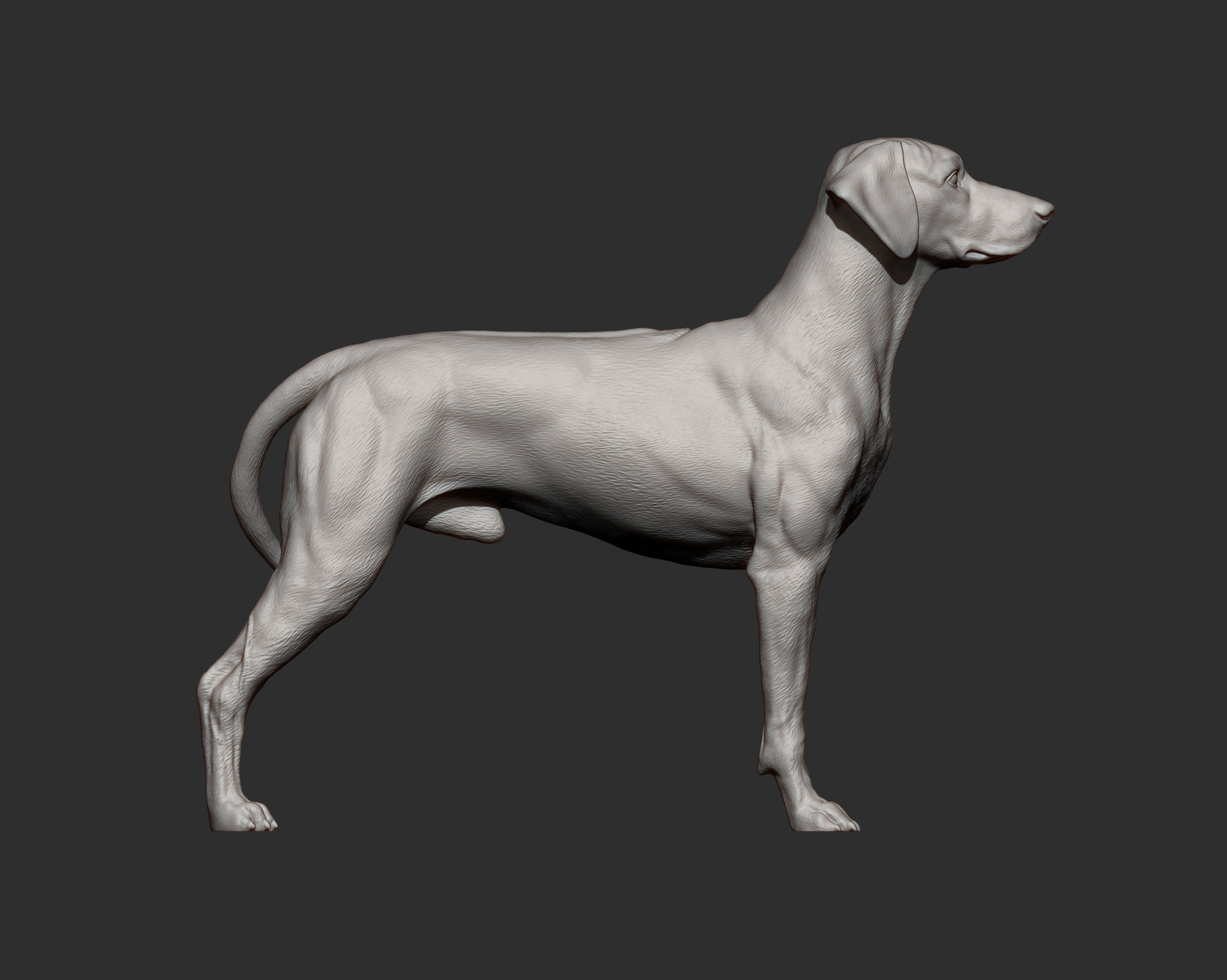 Rhodesian ridgeback 3D print model_12