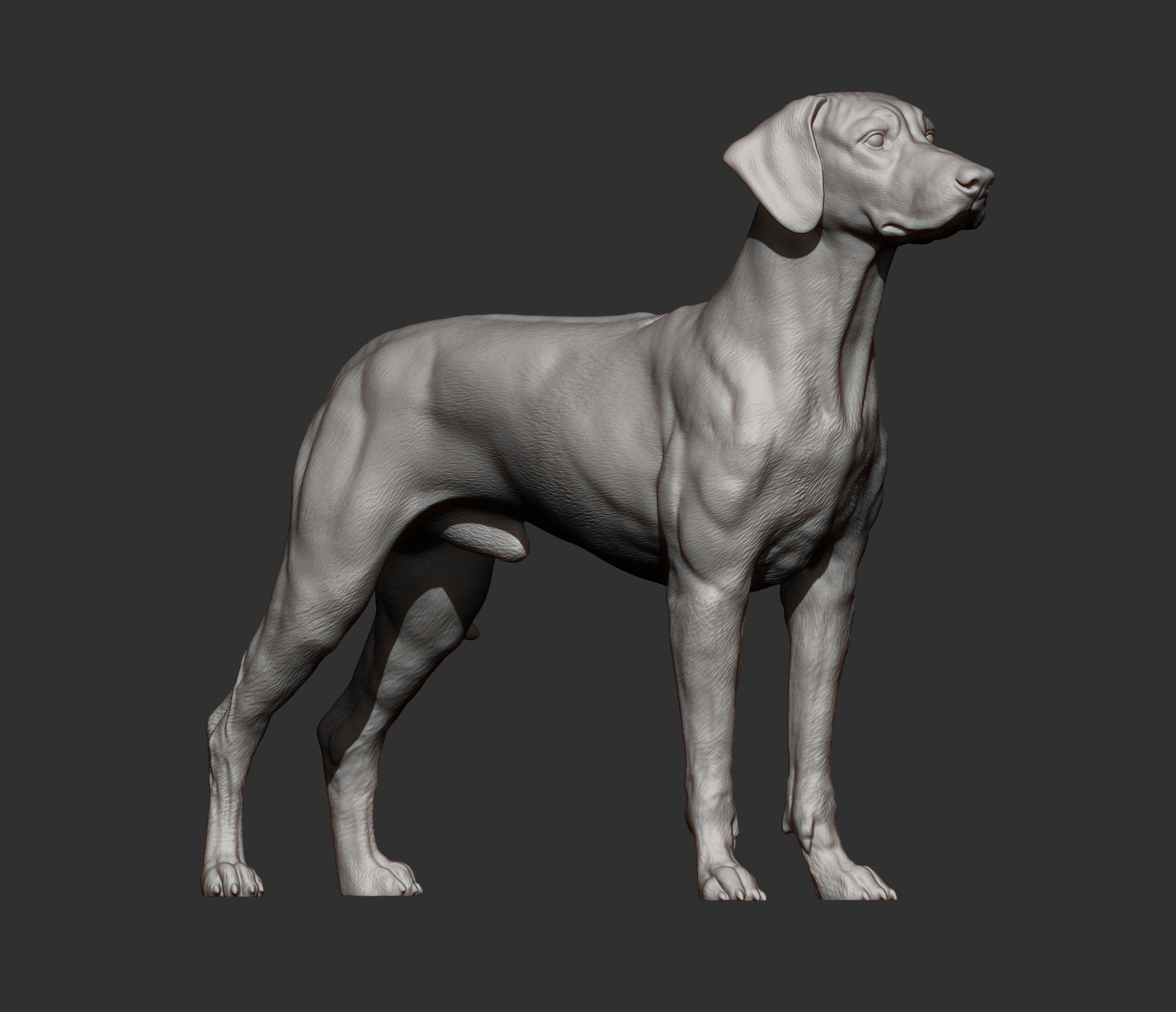 Rhodesian ridgeback 3D print model_8