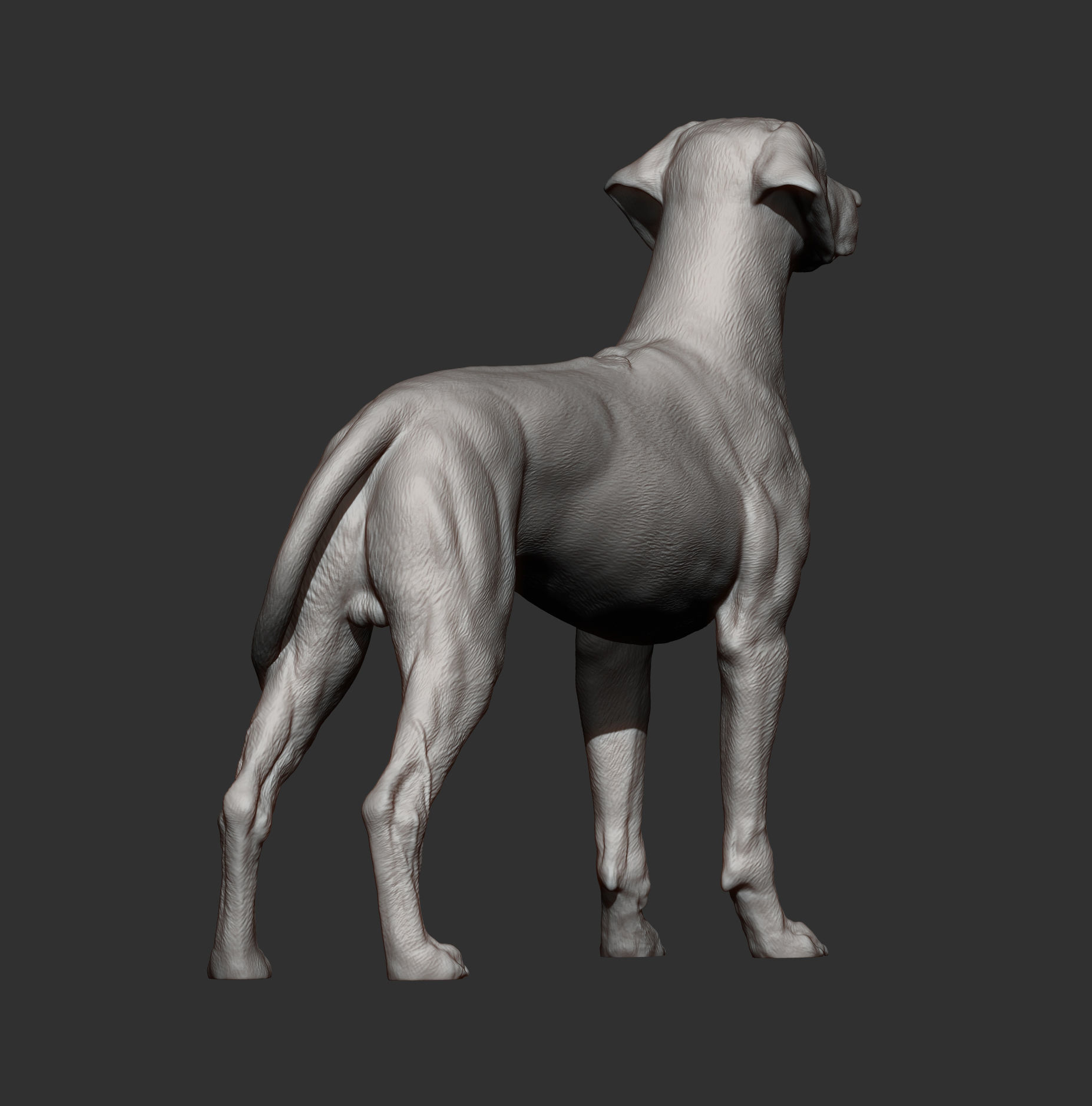 Rhodesian ridgeback 3D print model_11