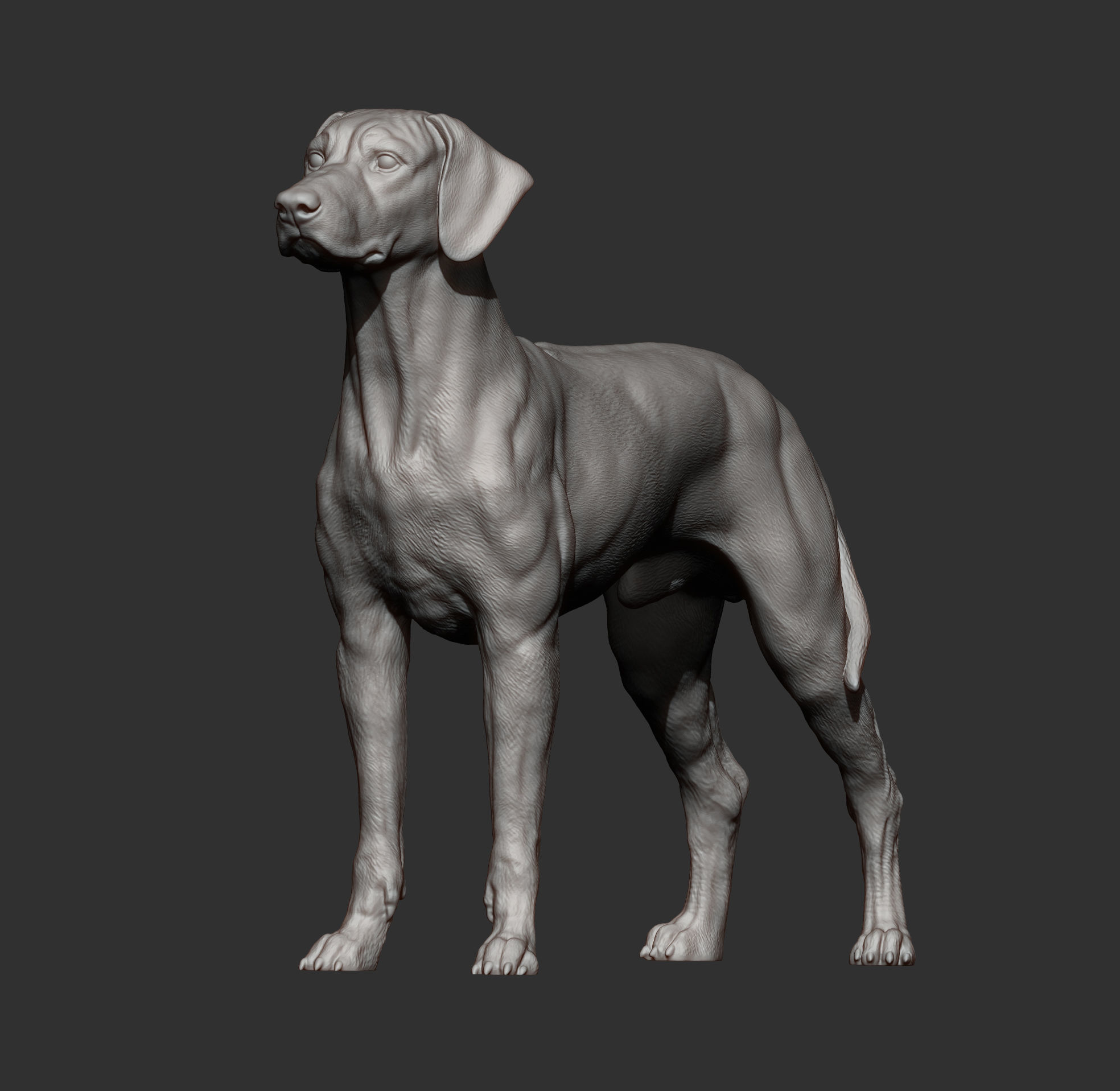 Rhodesian ridgeback 3D print model_7