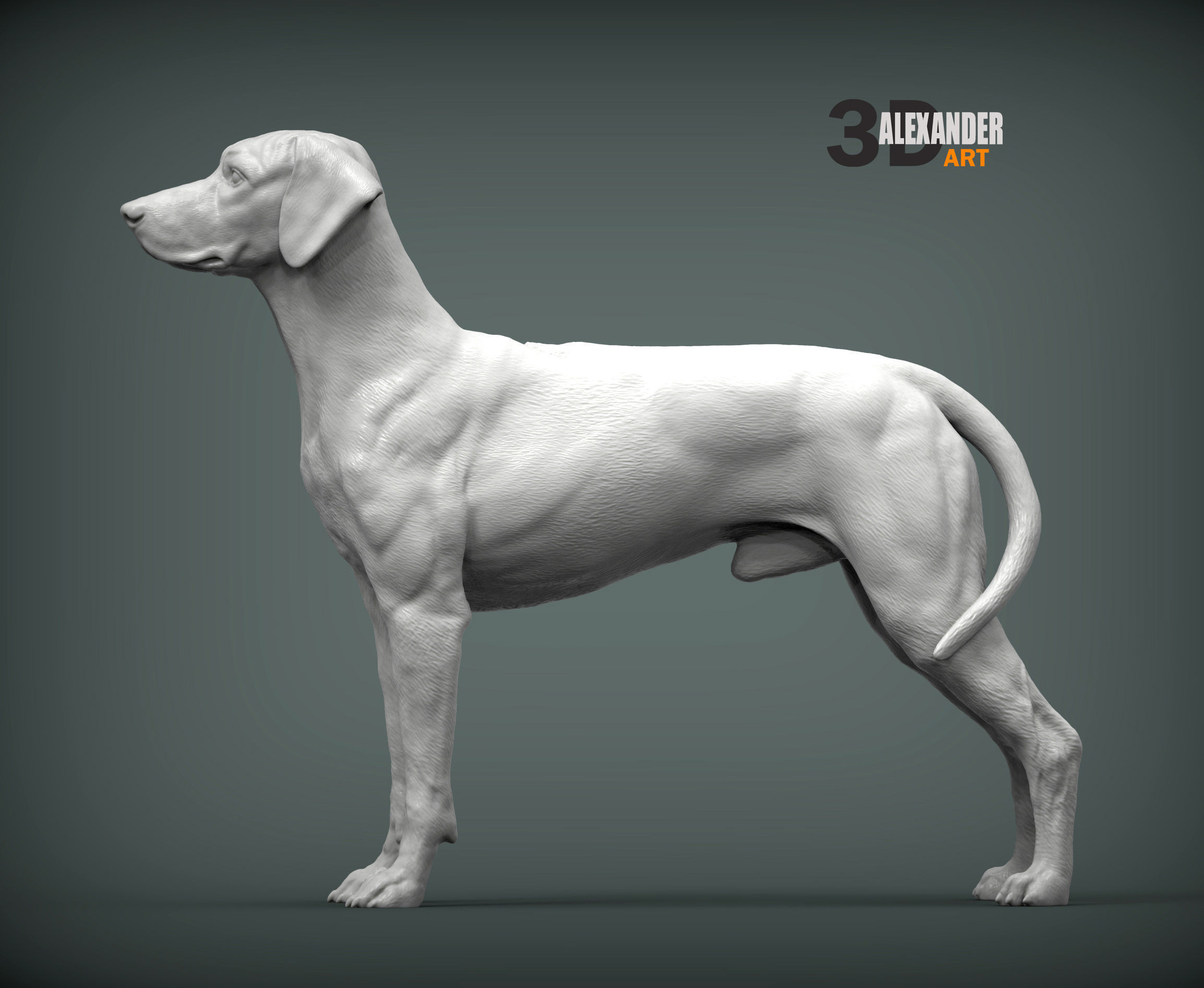 Rhodesian ridgeback 3D print model_3