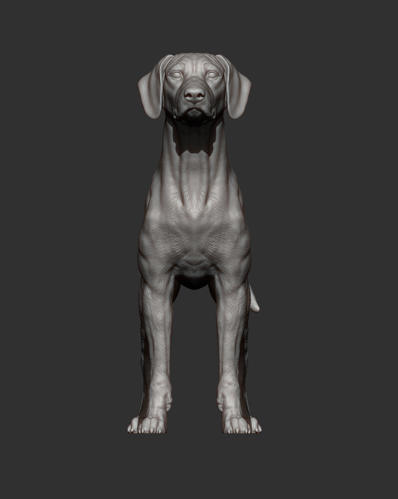 Rhodesian ridgeback 3D print model_10