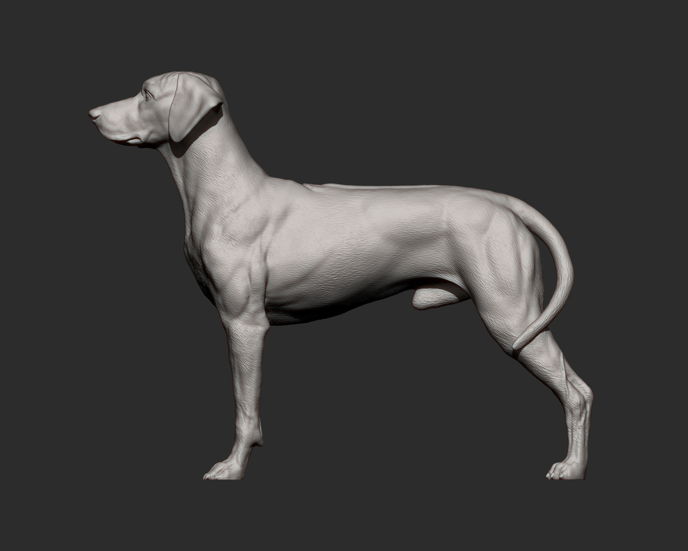 Rhodesian ridgeback 3D print model_9