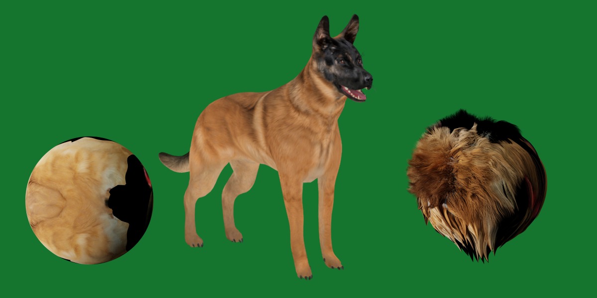 Belgian Shepherd Dog  Low-poly 3D model_14