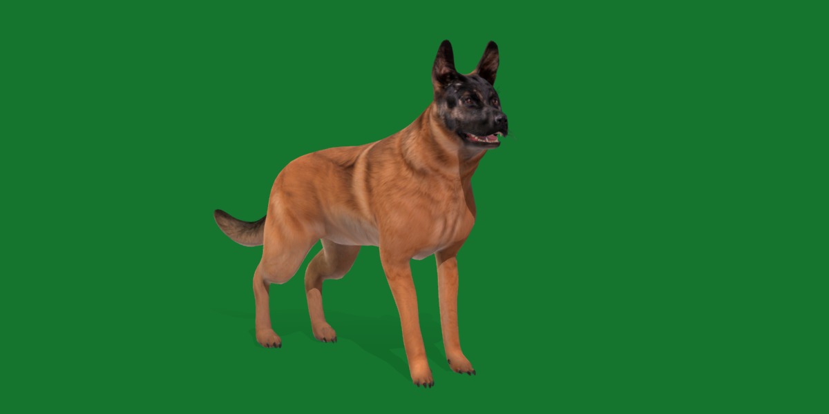 Belgian Shepherd Dog  Low-poly 3D model_26