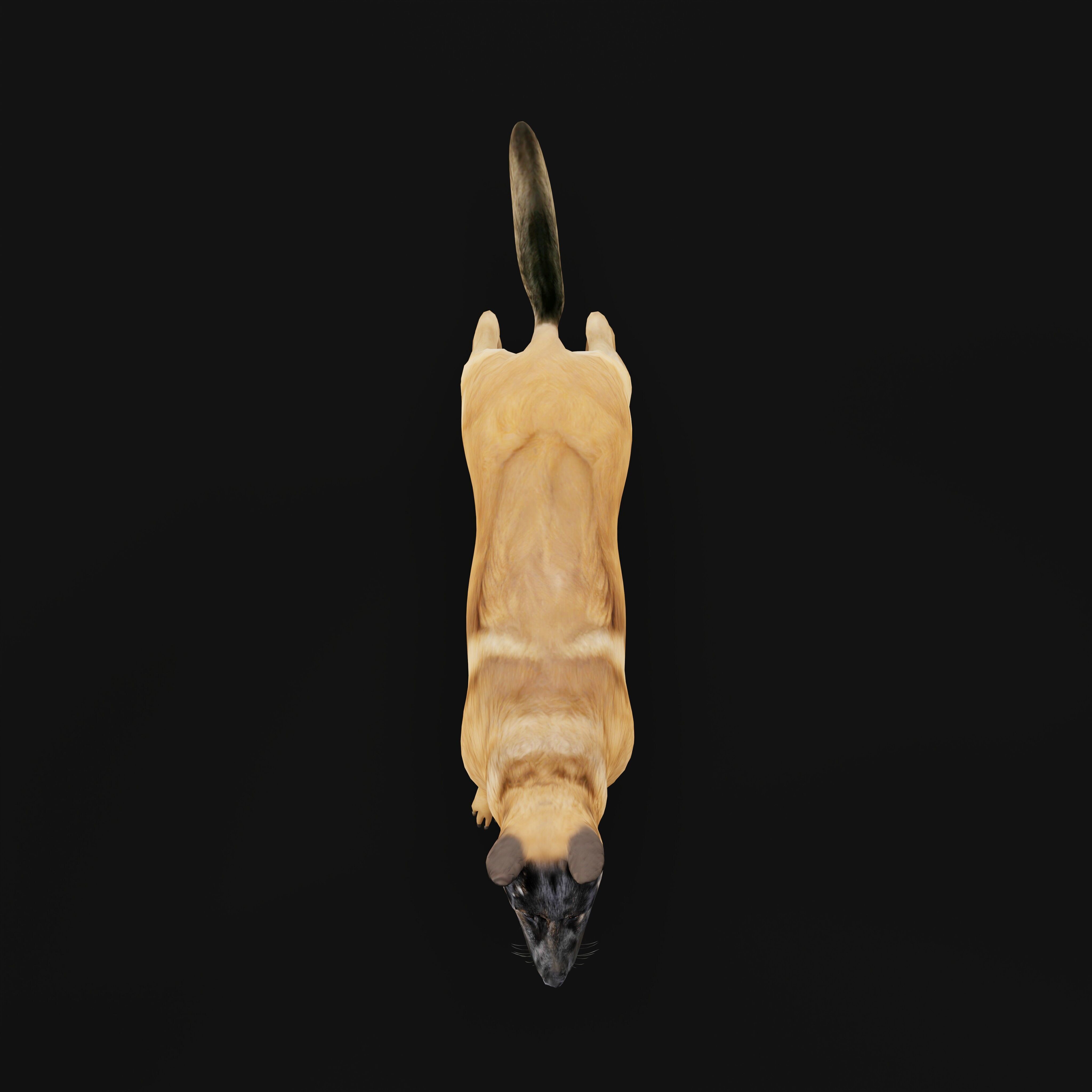 Belgian Shepherd Dog  Low-poly 3D model_33