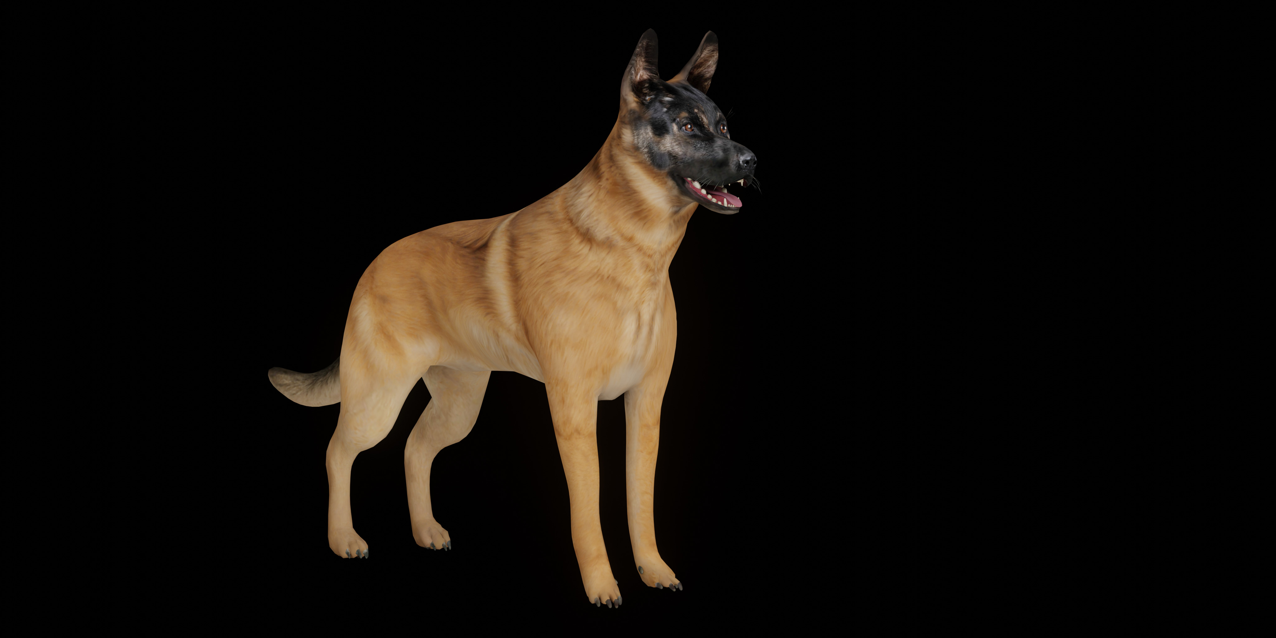 Belgian Shepherd Dog  Low-poly 3D model_2