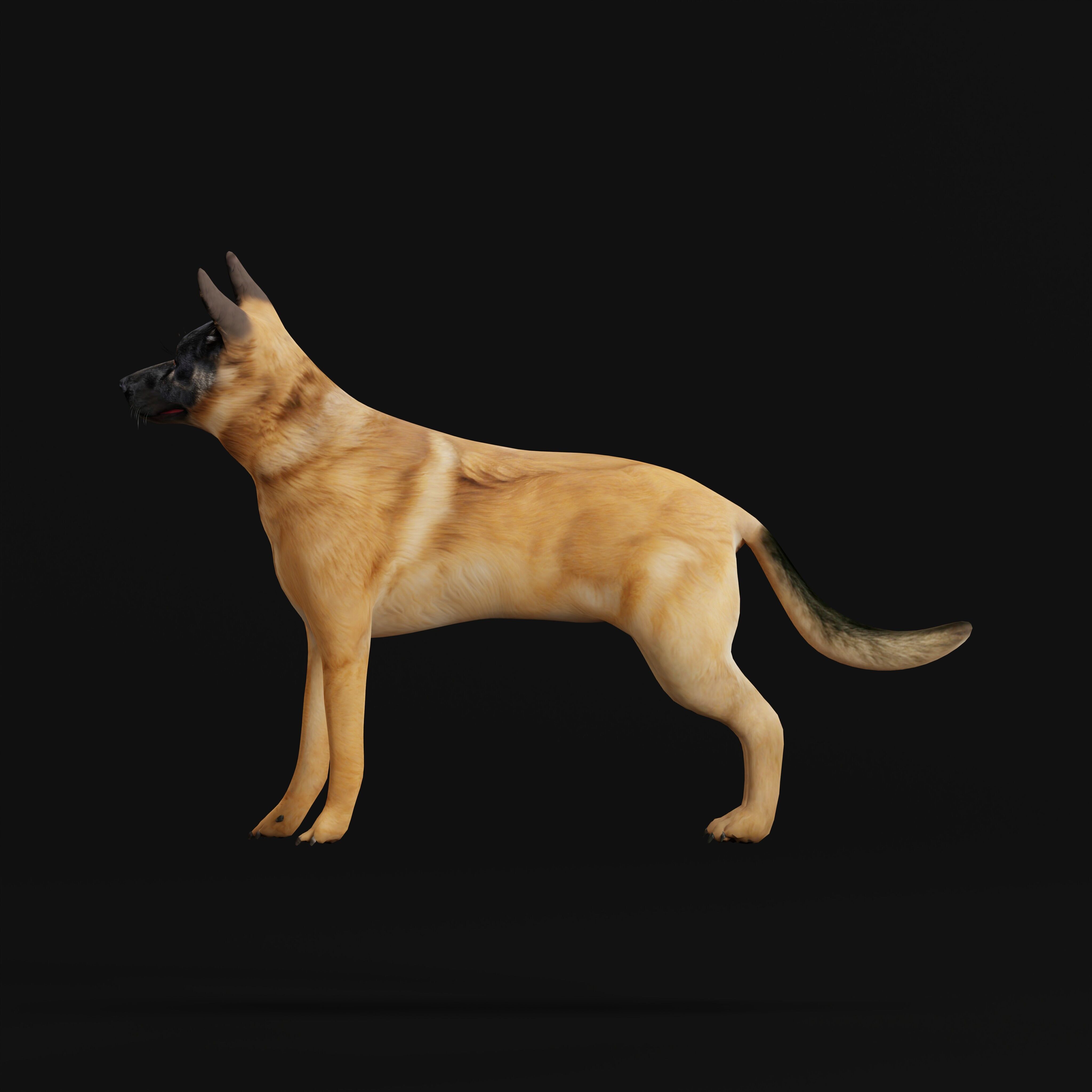 Belgian Shepherd Dog  Low-poly 3D model_32