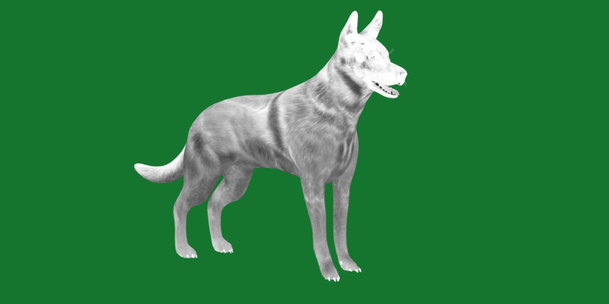 Belgian Shepherd Dog  Low-poly 3D model_5