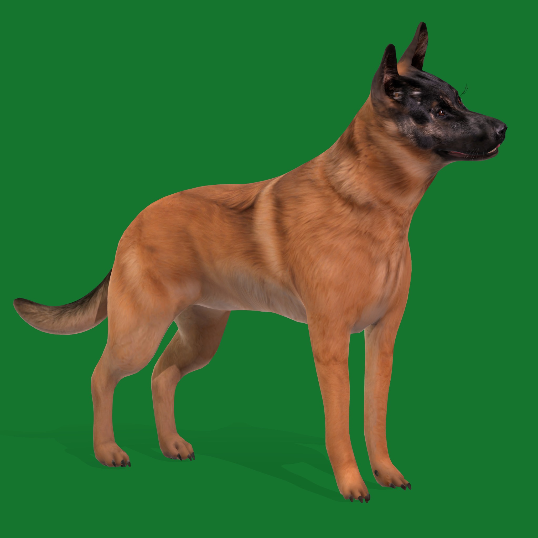 Belgian Shepherd Dog  Low-poly 3D model_18