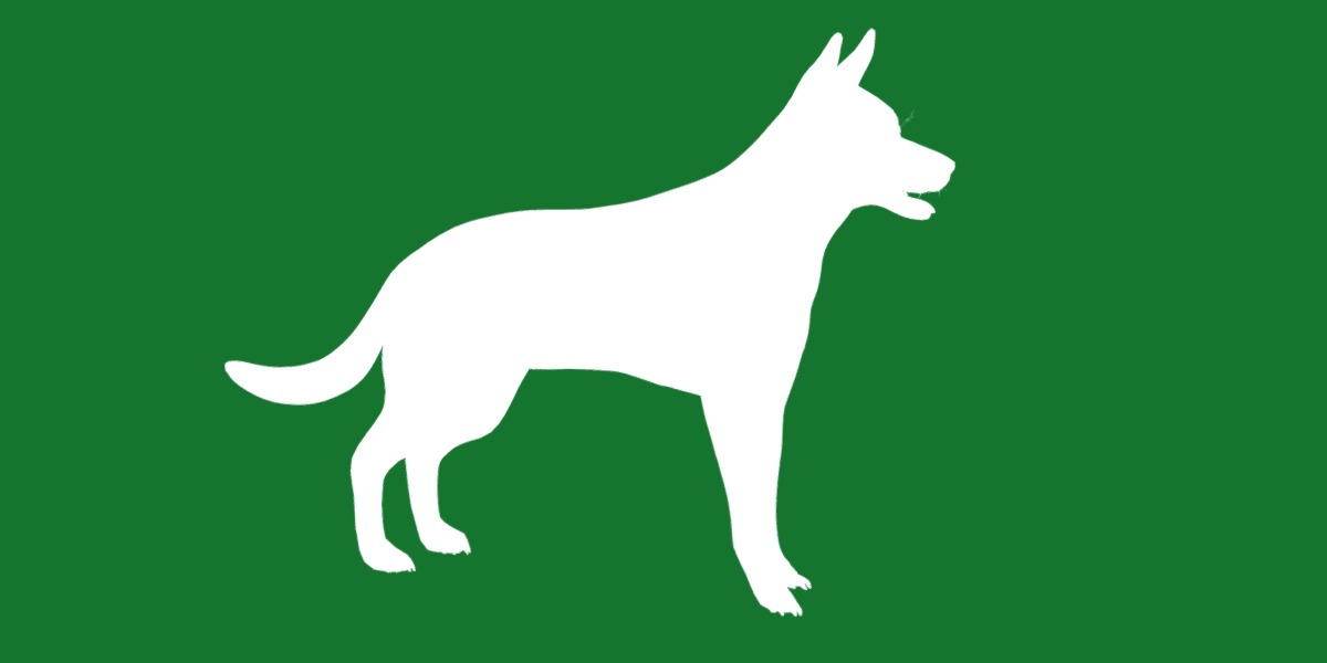 Belgian Shepherd Dog  Low-poly 3D model_25