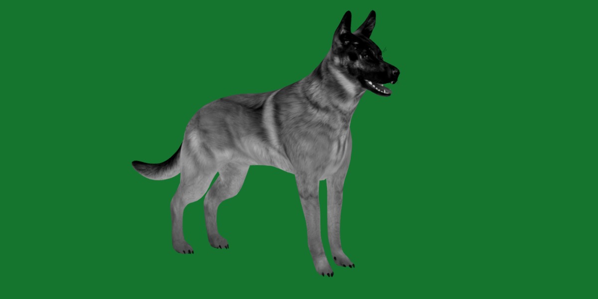 Belgian Shepherd Dog  Low-poly 3D model_6