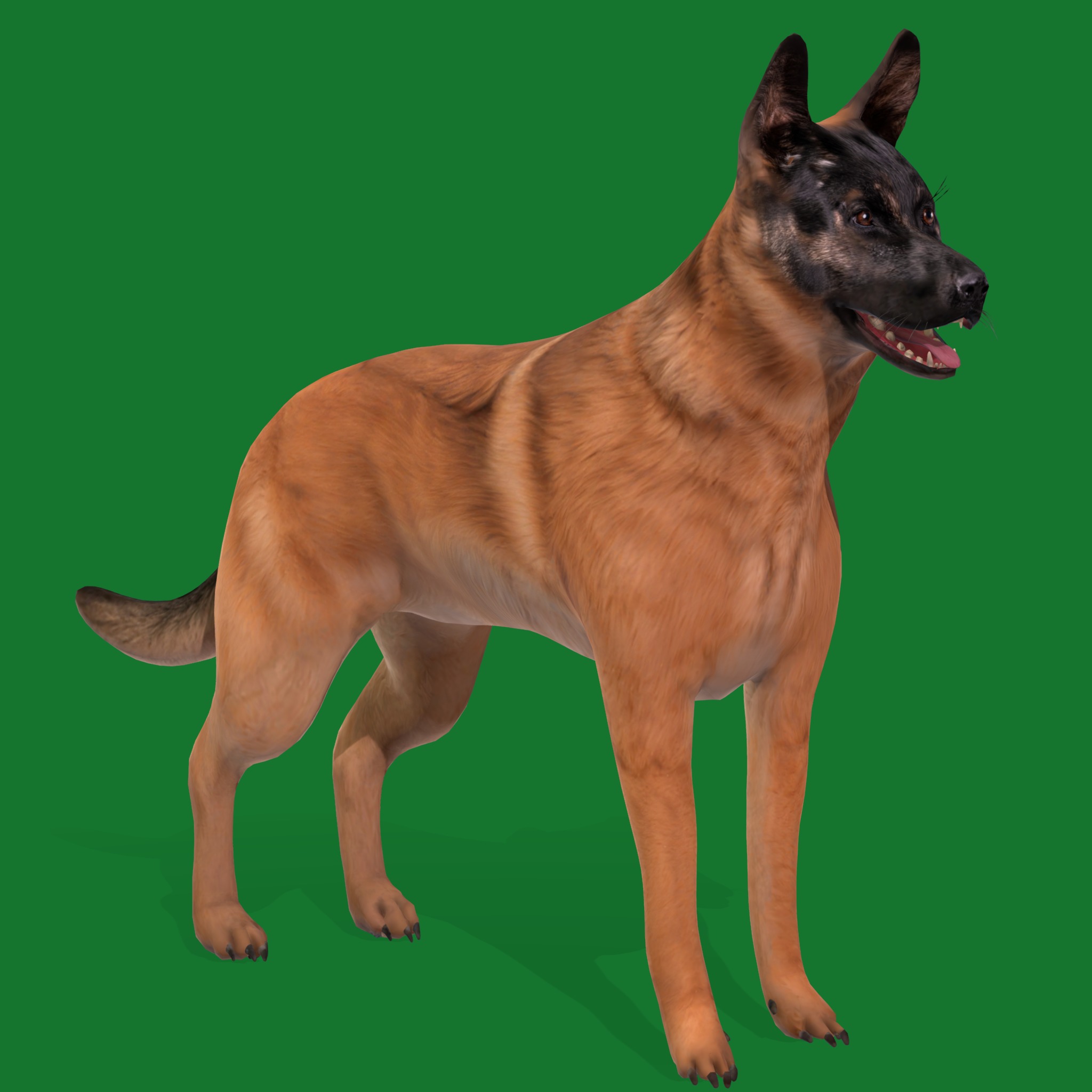 Belgian Shepherd Dog  Low-poly 3D model_17