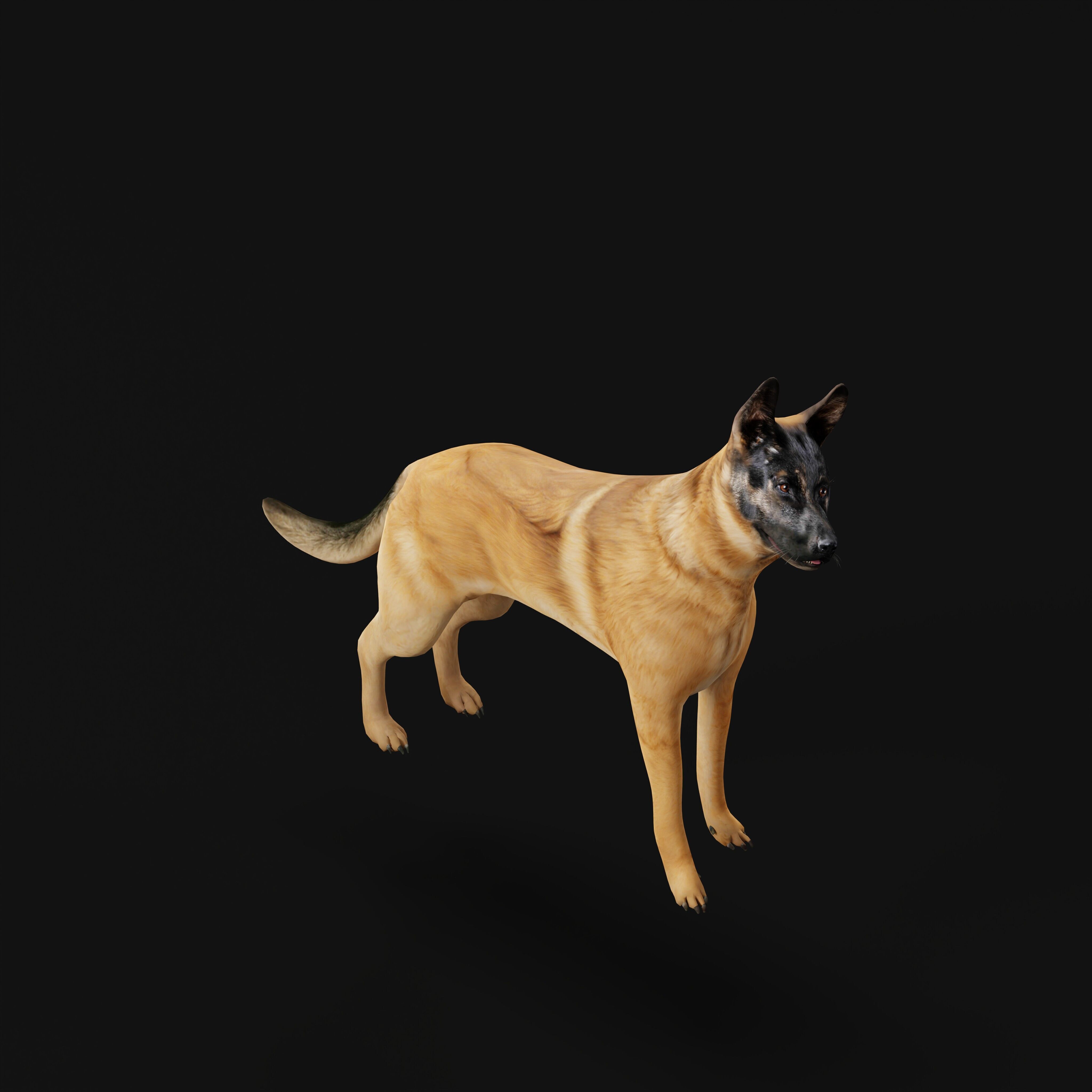 Belgian Shepherd Dog  Low-poly 3D model_30