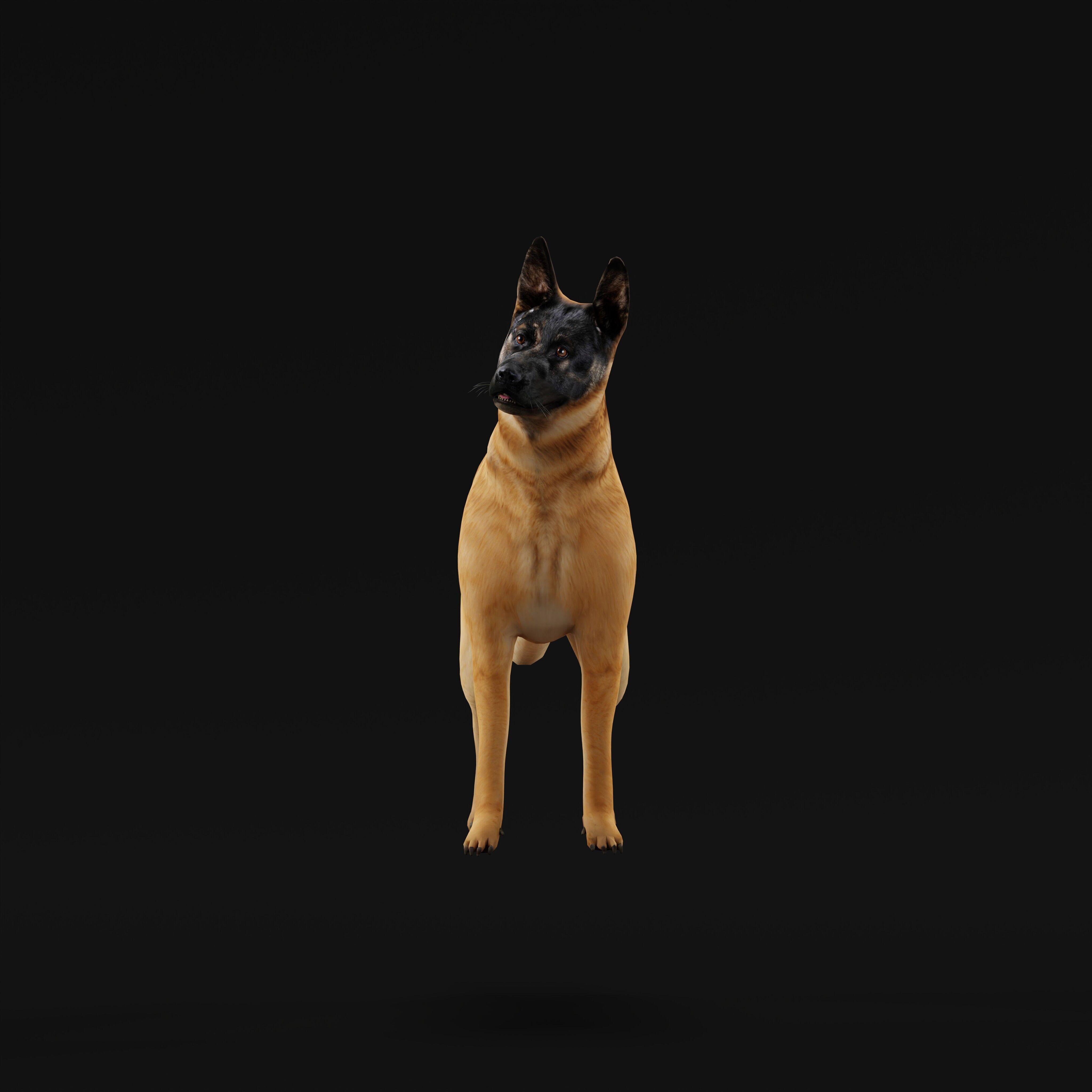 Belgian Shepherd Dog  Low-poly 3D model_31