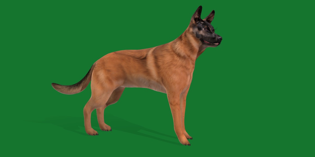 Belgian Shepherd Dog  Low-poly 3D model_20