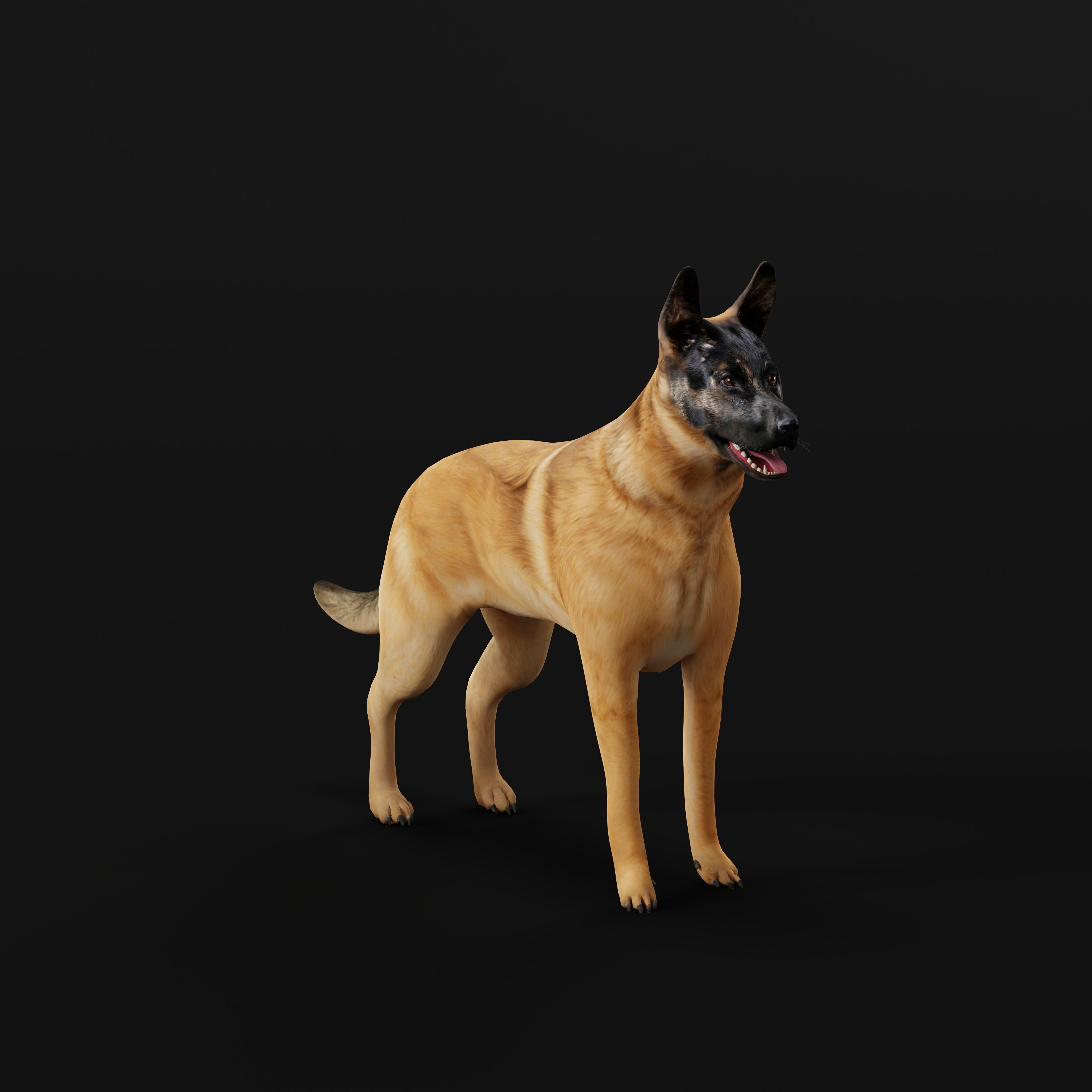 Belgian Shepherd Dog  Low-poly 3D model_27
