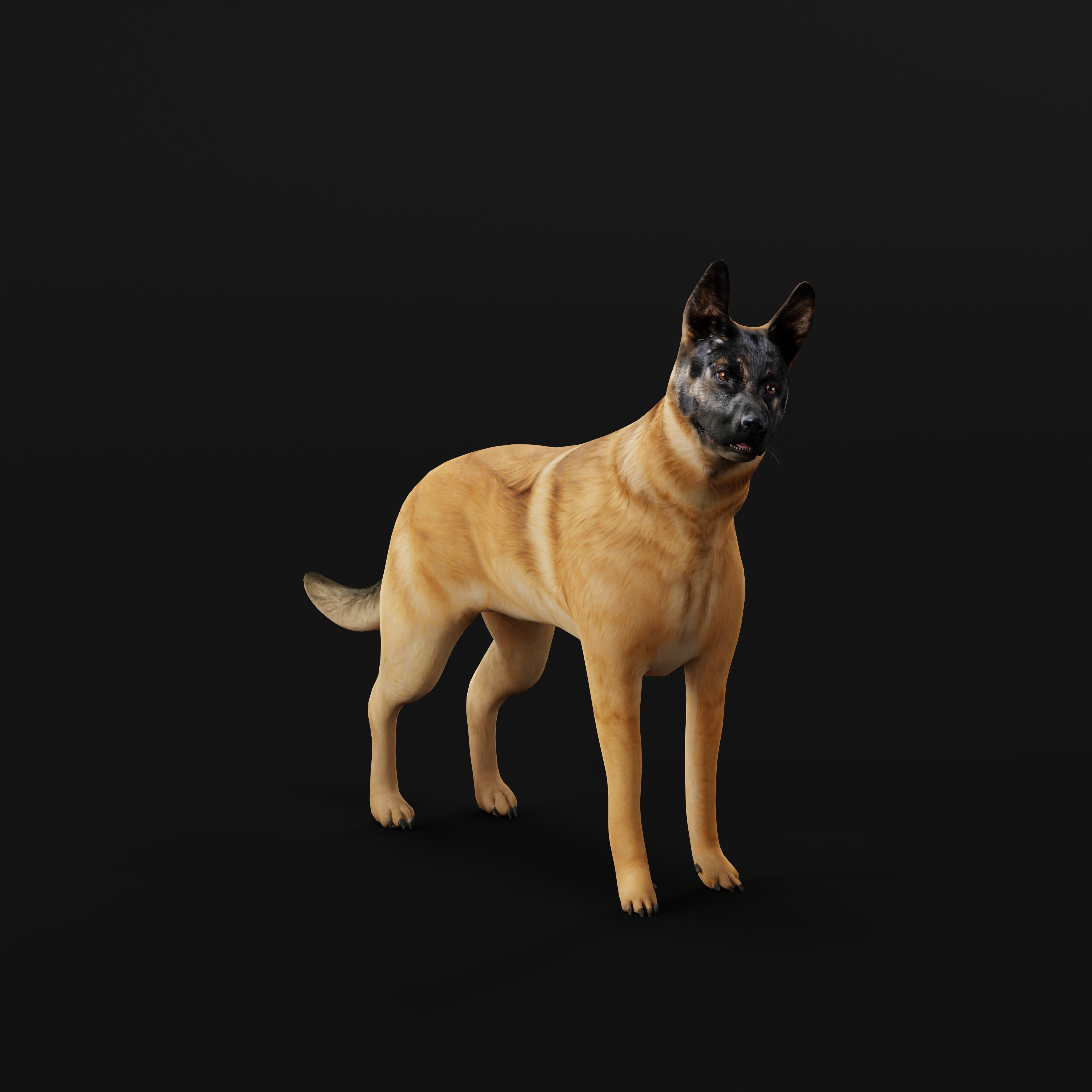 Belgian Shepherd Dog  Low-poly 3D model_28