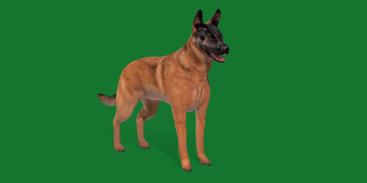 Belgian Shepherd Dog  Low-poly 3D model_3