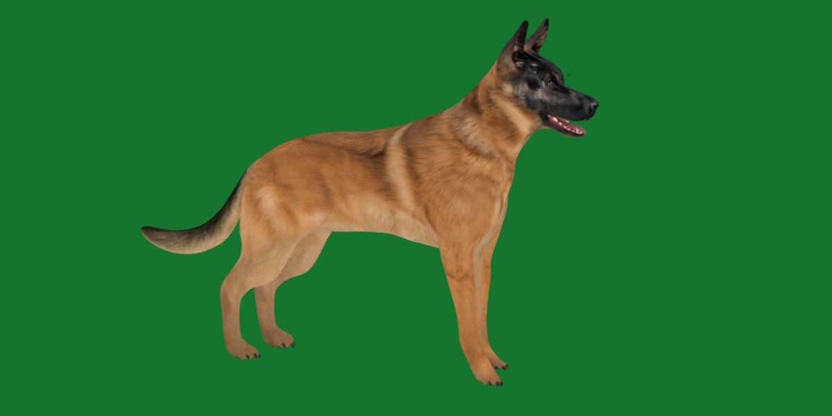 Belgian Shepherd Dog  Low-poly 3D model_23