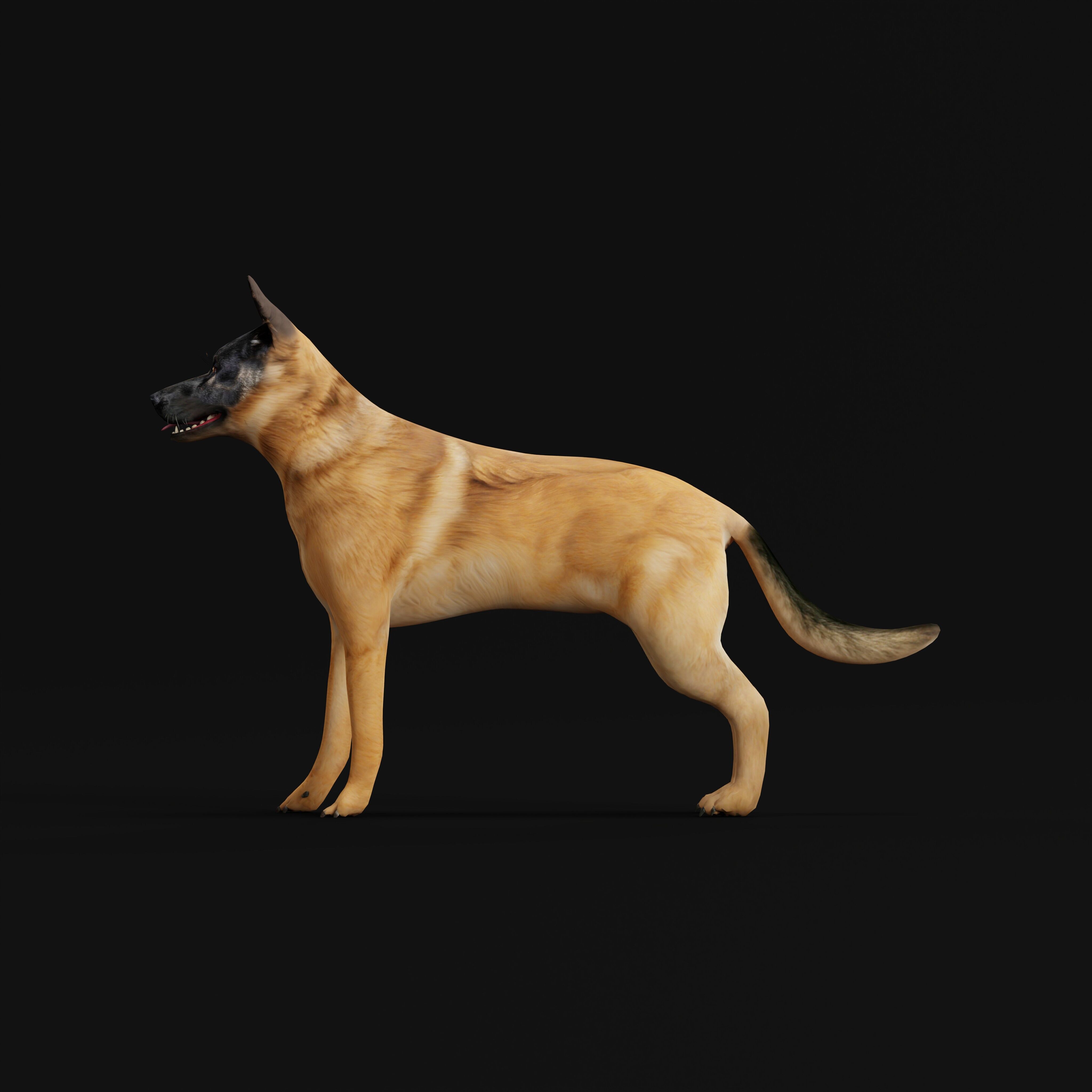 Belgian Shepherd Dog  Low-poly 3D model_29