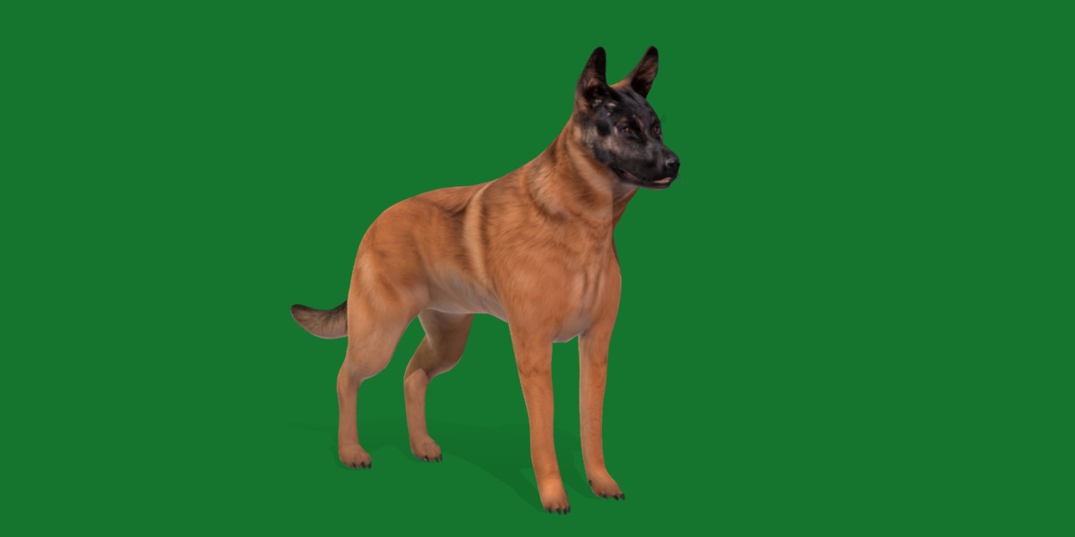 Belgian Shepherd Dog  Low-poly 3D model_15