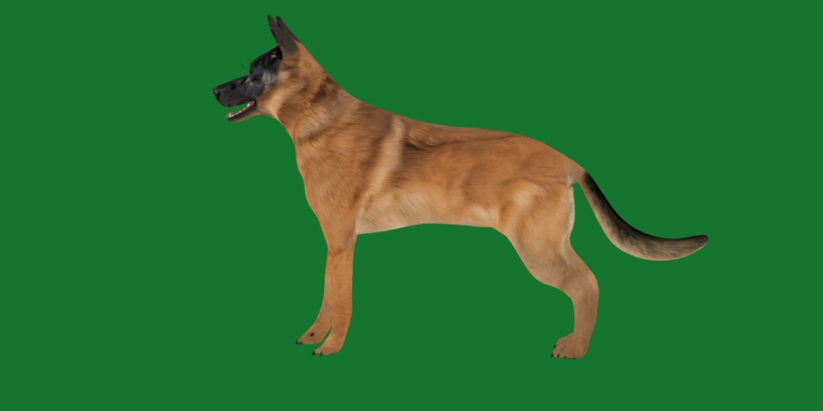 Belgian Shepherd Dog  Low-poly 3D model_19
