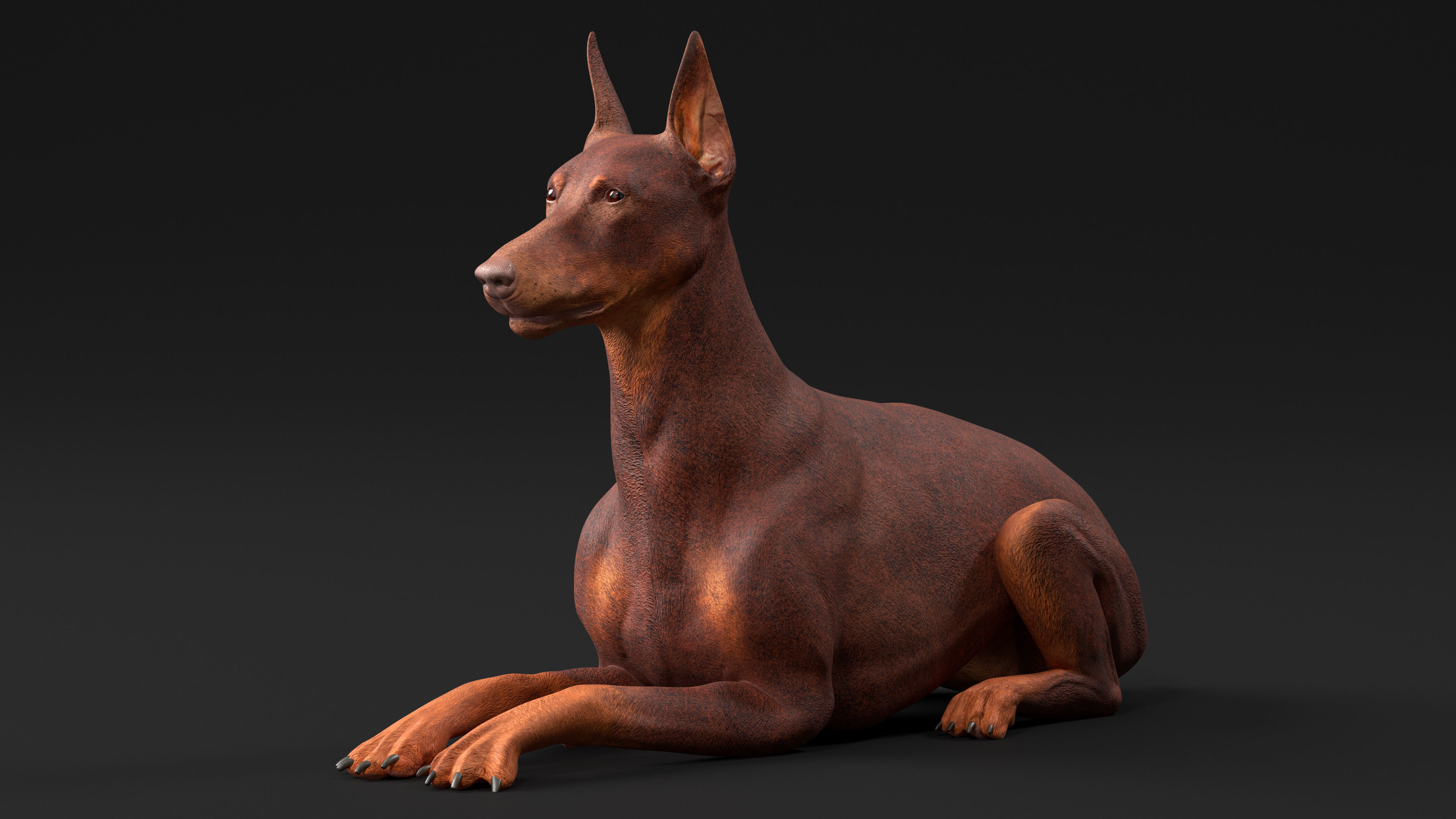 Doberman Dog Brown Rigged for Cinema 4D 3D model