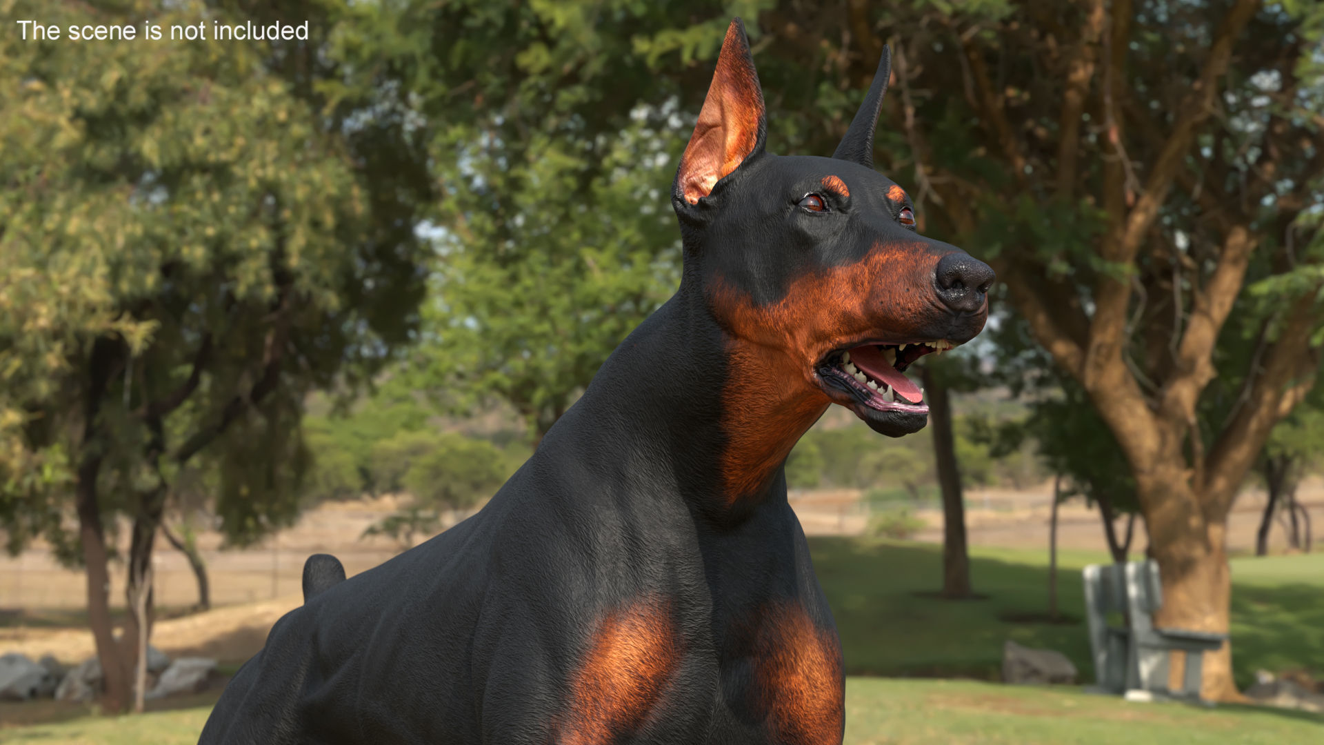Doberman Pinscher Dog Rigged for Cinema 4D 3D model