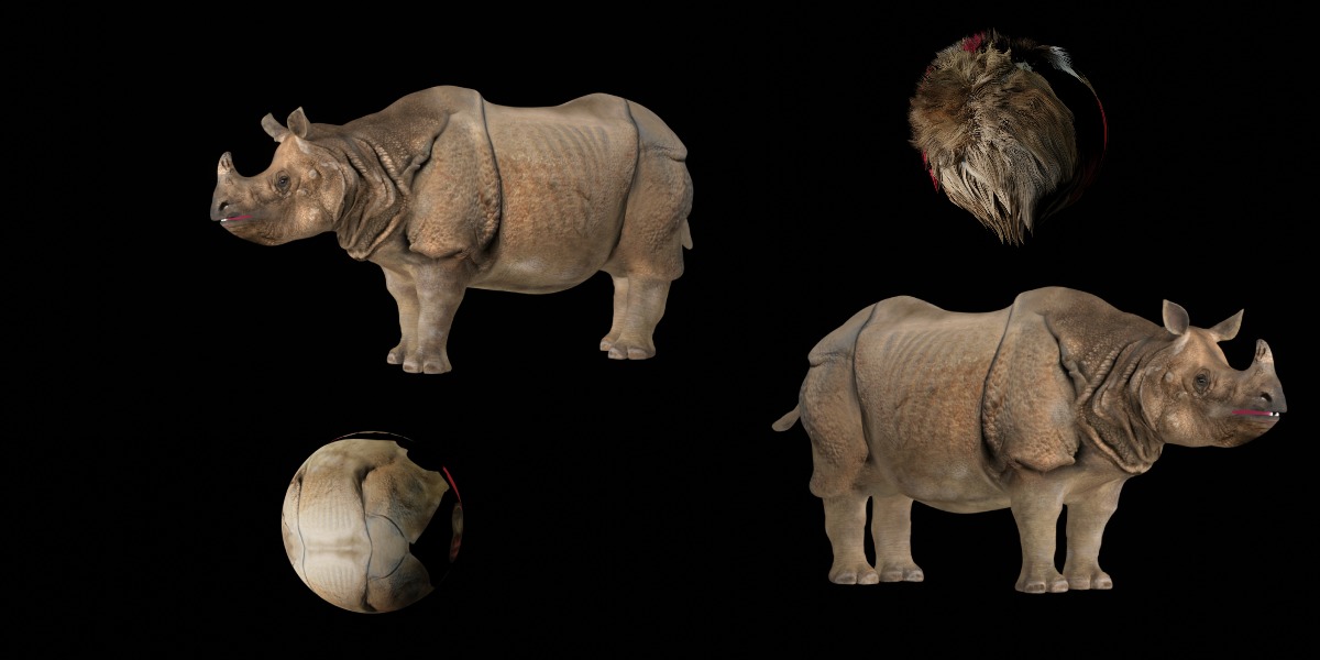 Indian Rhinoceros 3D model_4