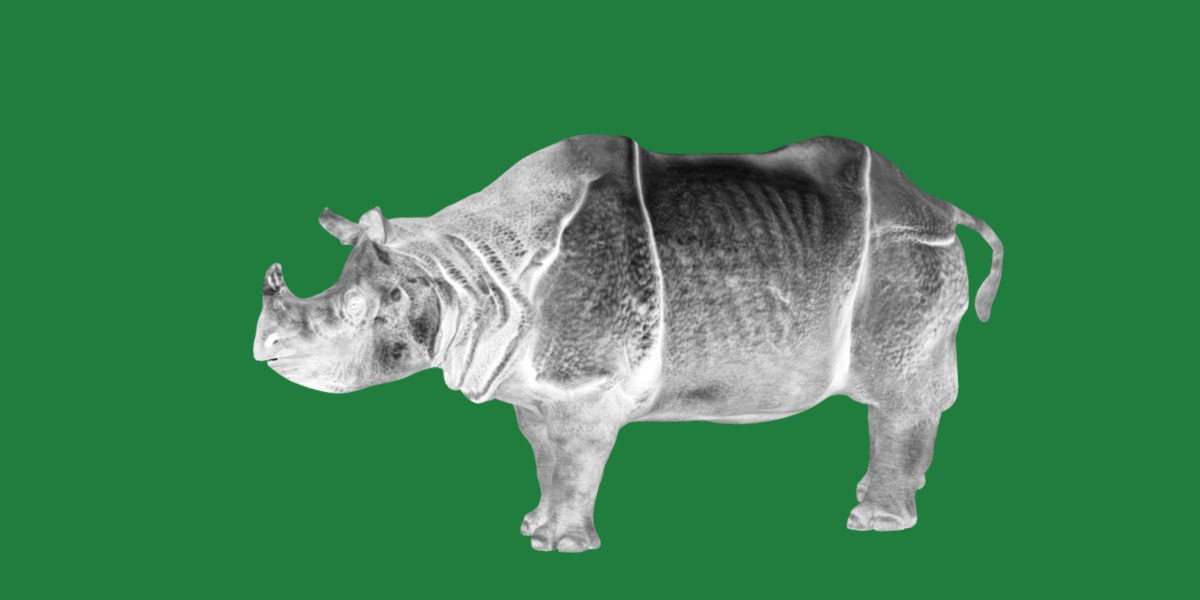 Indian Rhinoceros 3D model_9