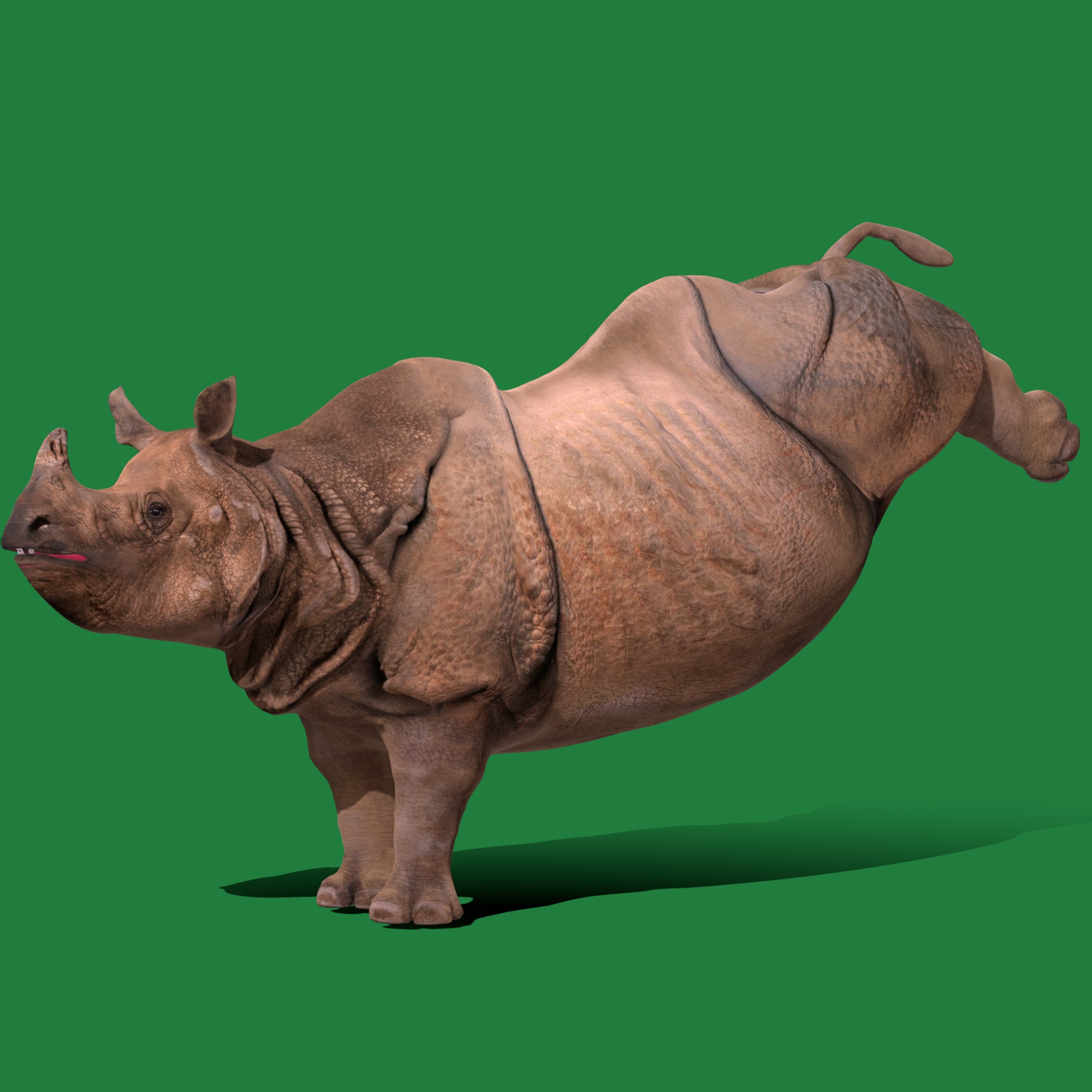 Indian Rhinoceros 3D model_22