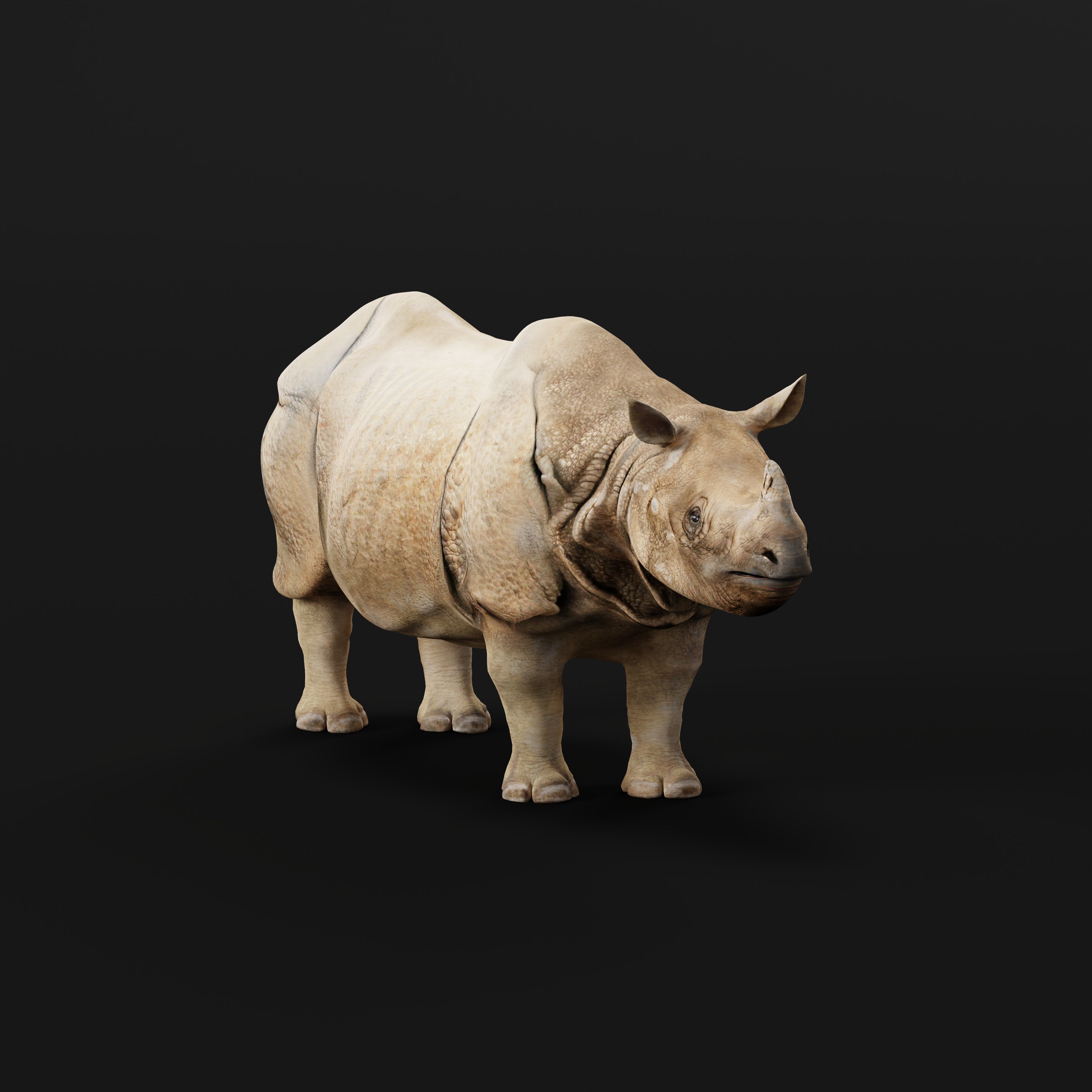 Indian Rhinoceros 3D model_37