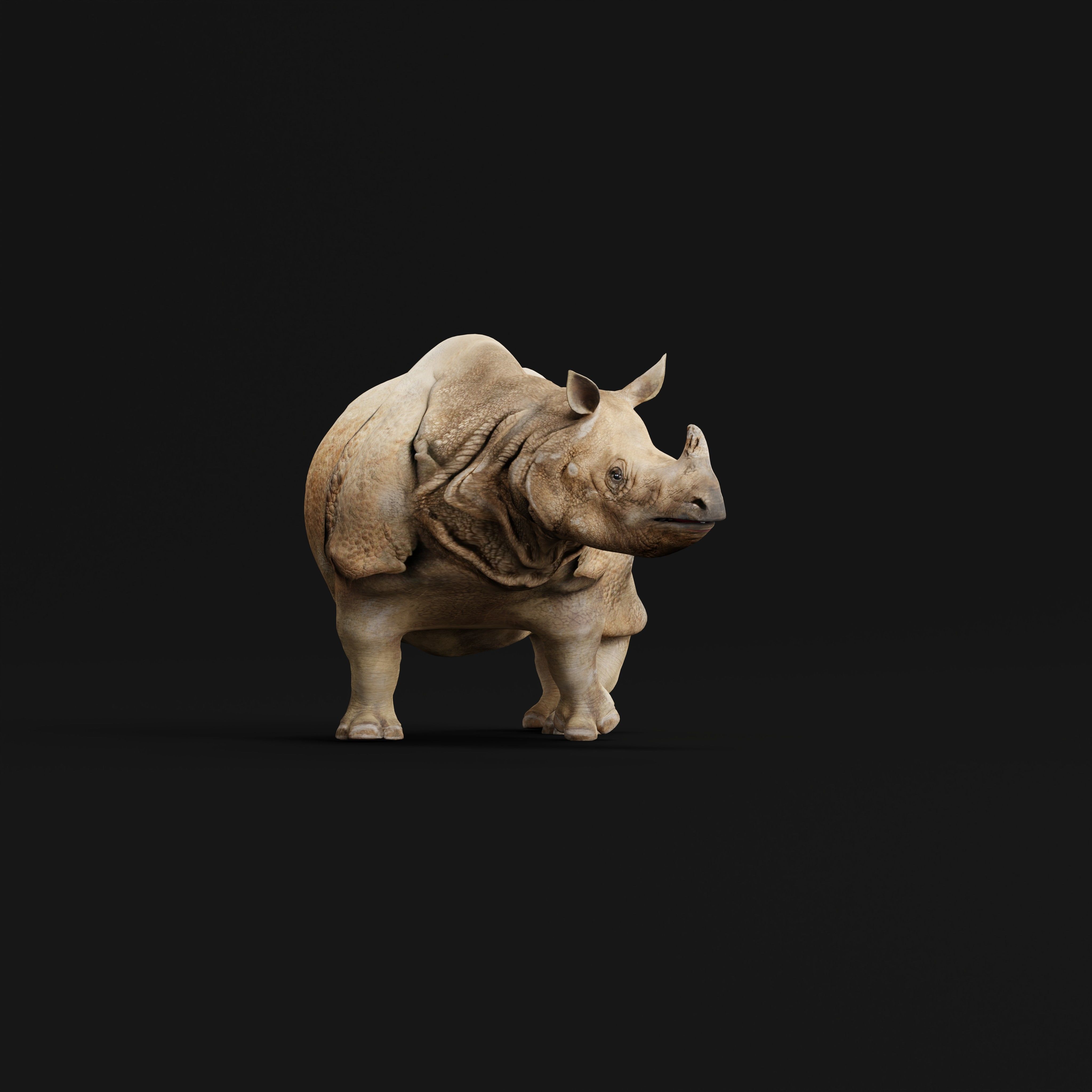 Indian Rhinoceros 3D model_33