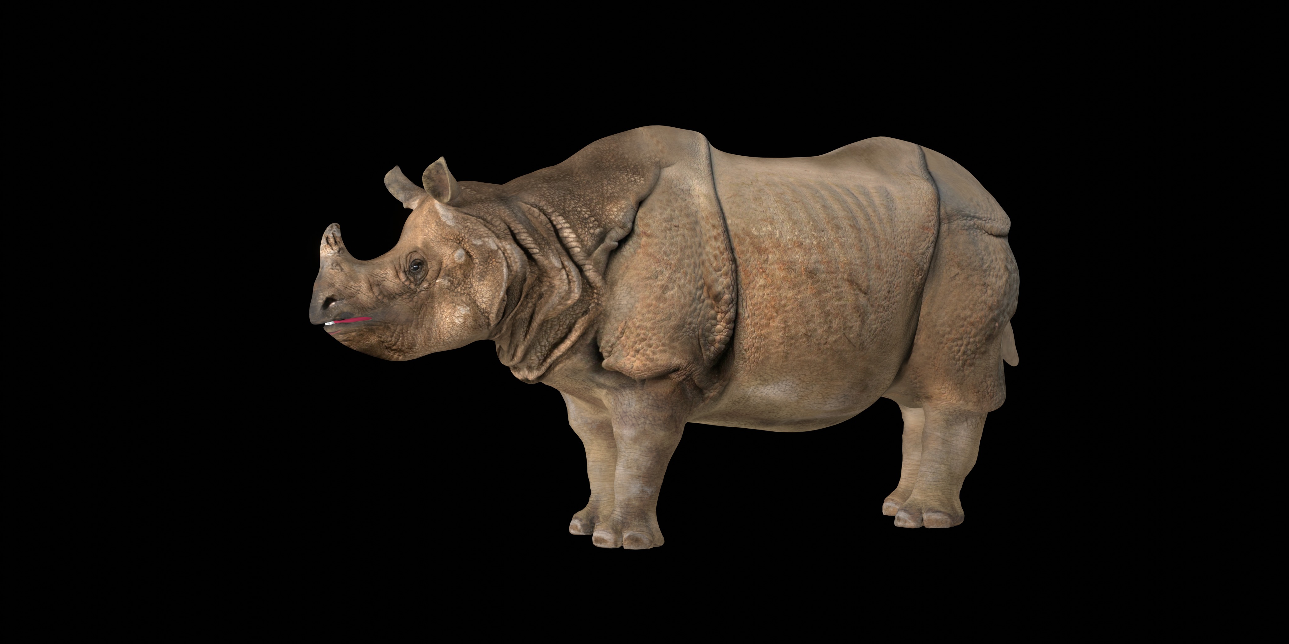 Indian Rhinoceros 3D model_3