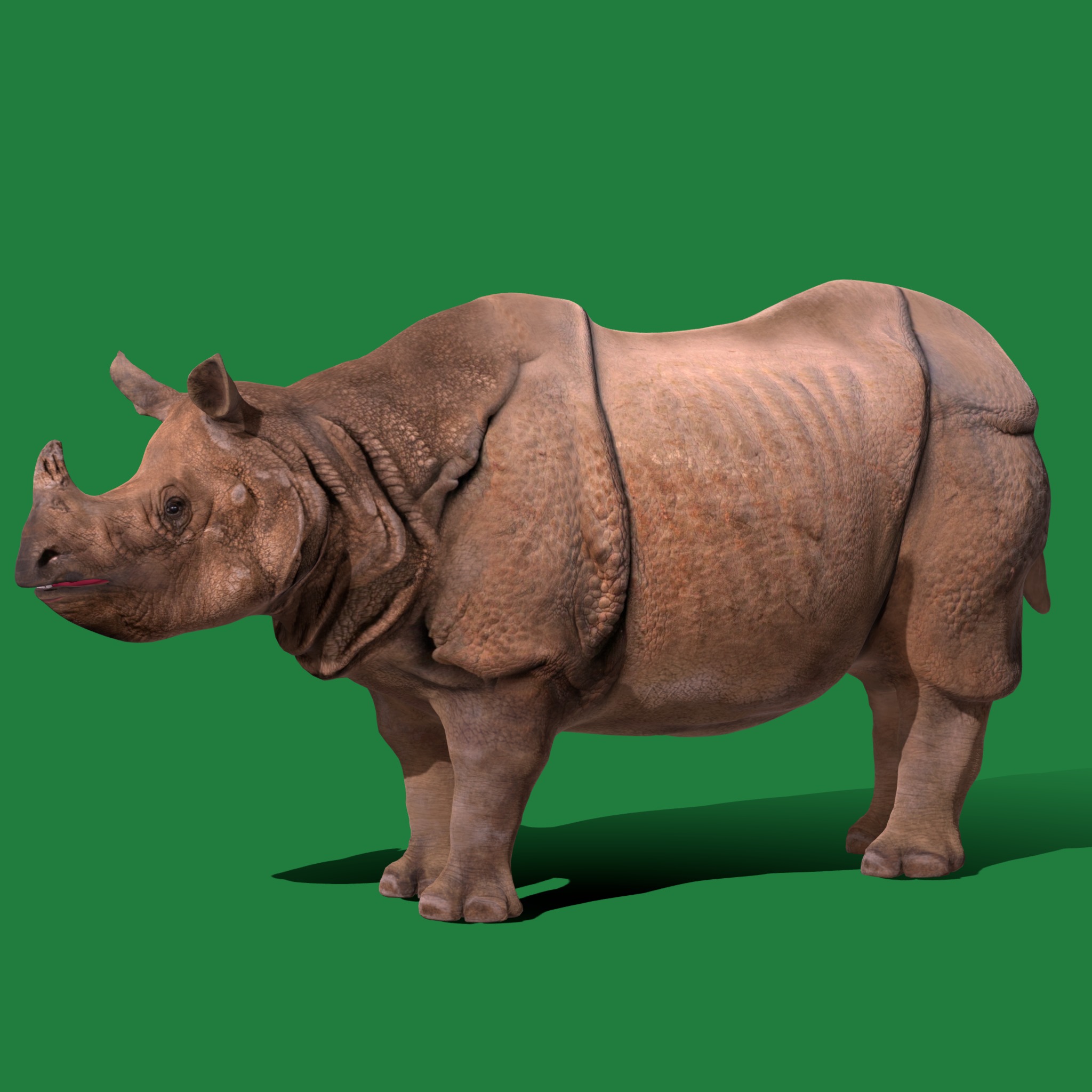 Indian Rhinoceros 3D model_21
