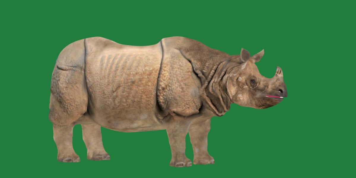Indian Rhinoceros 3D model_26
