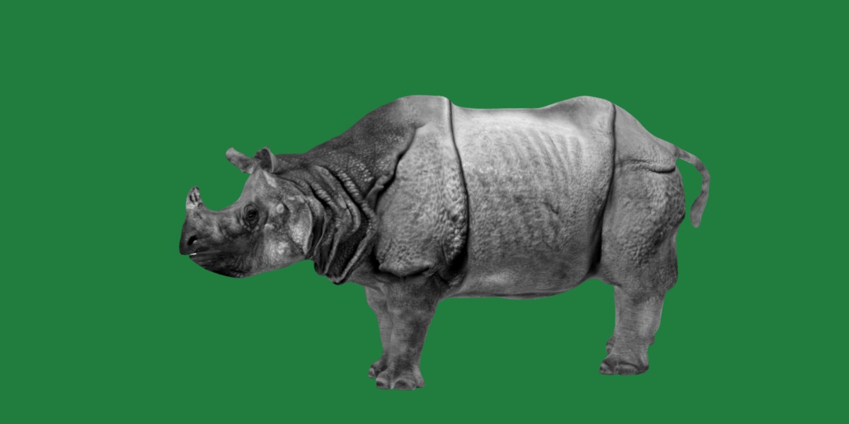 Indian Rhinoceros 3D model_10