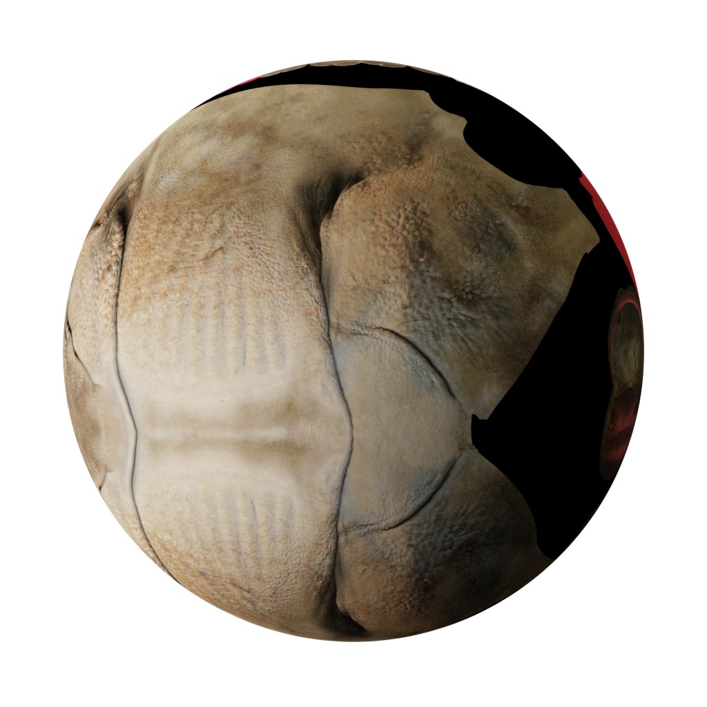 Indian Rhinoceros 3D model_31