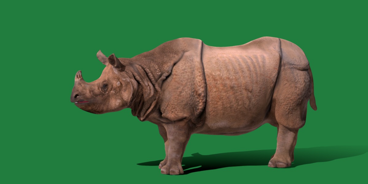 Indian Rhinoceros 3D model_6