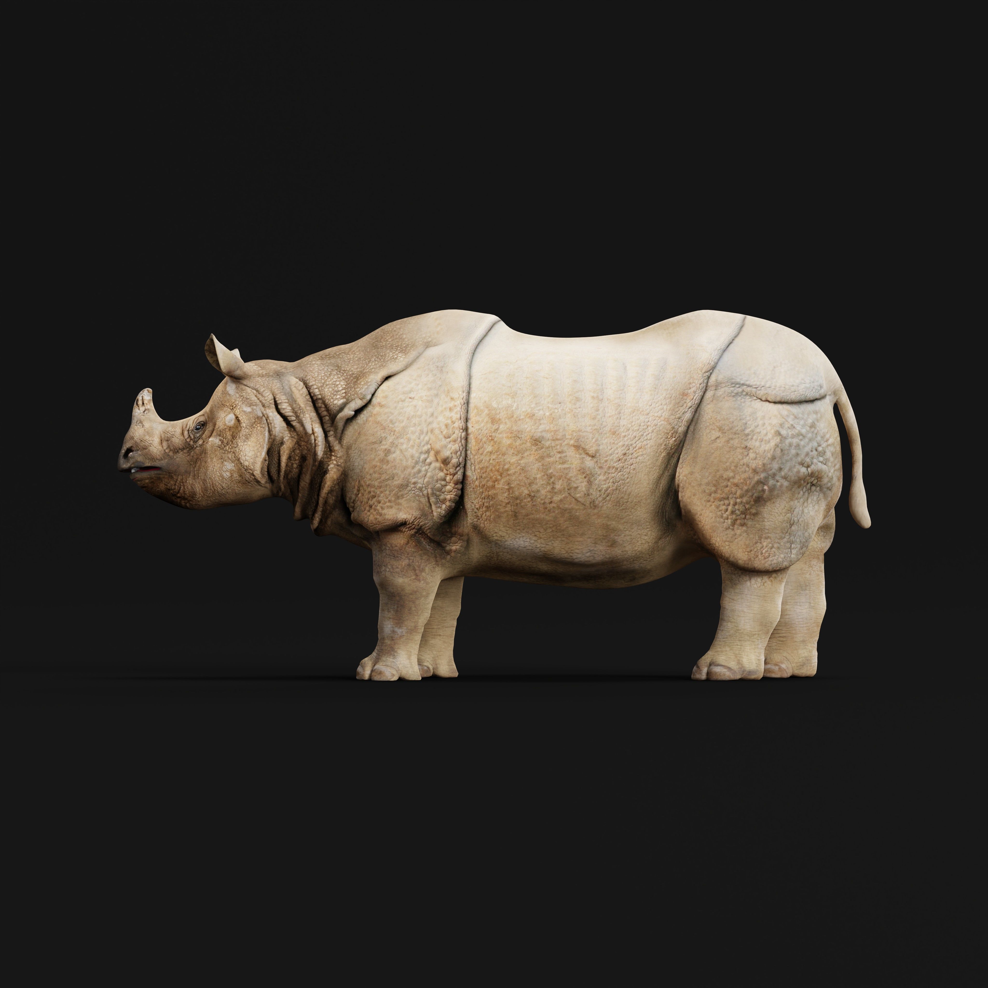 Indian Rhinoceros 3D model_36