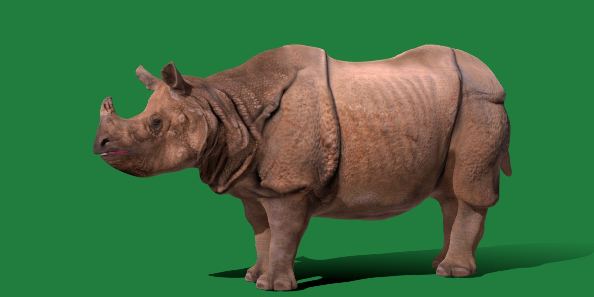 Indian Rhinoceros 3D model_20